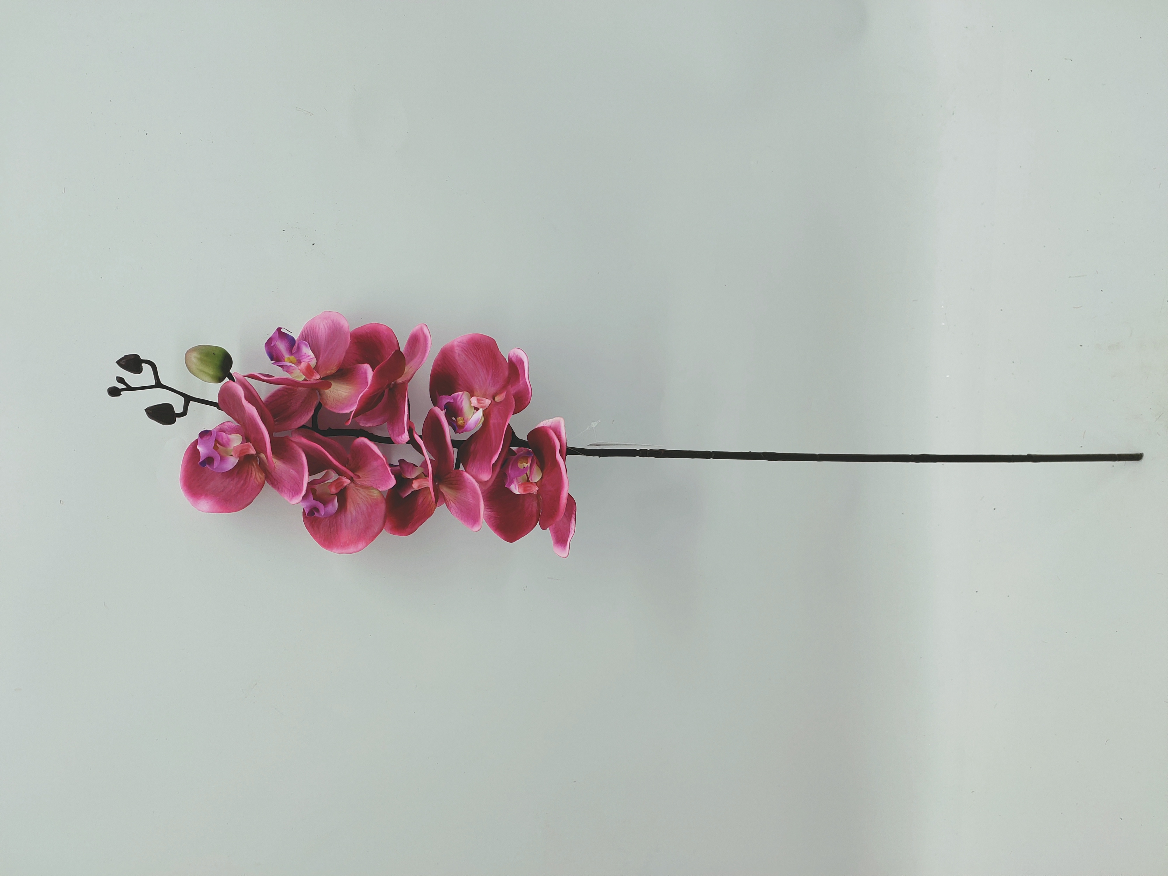Orchid stems