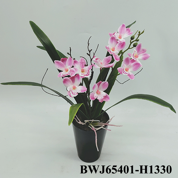 Orchid bonsai