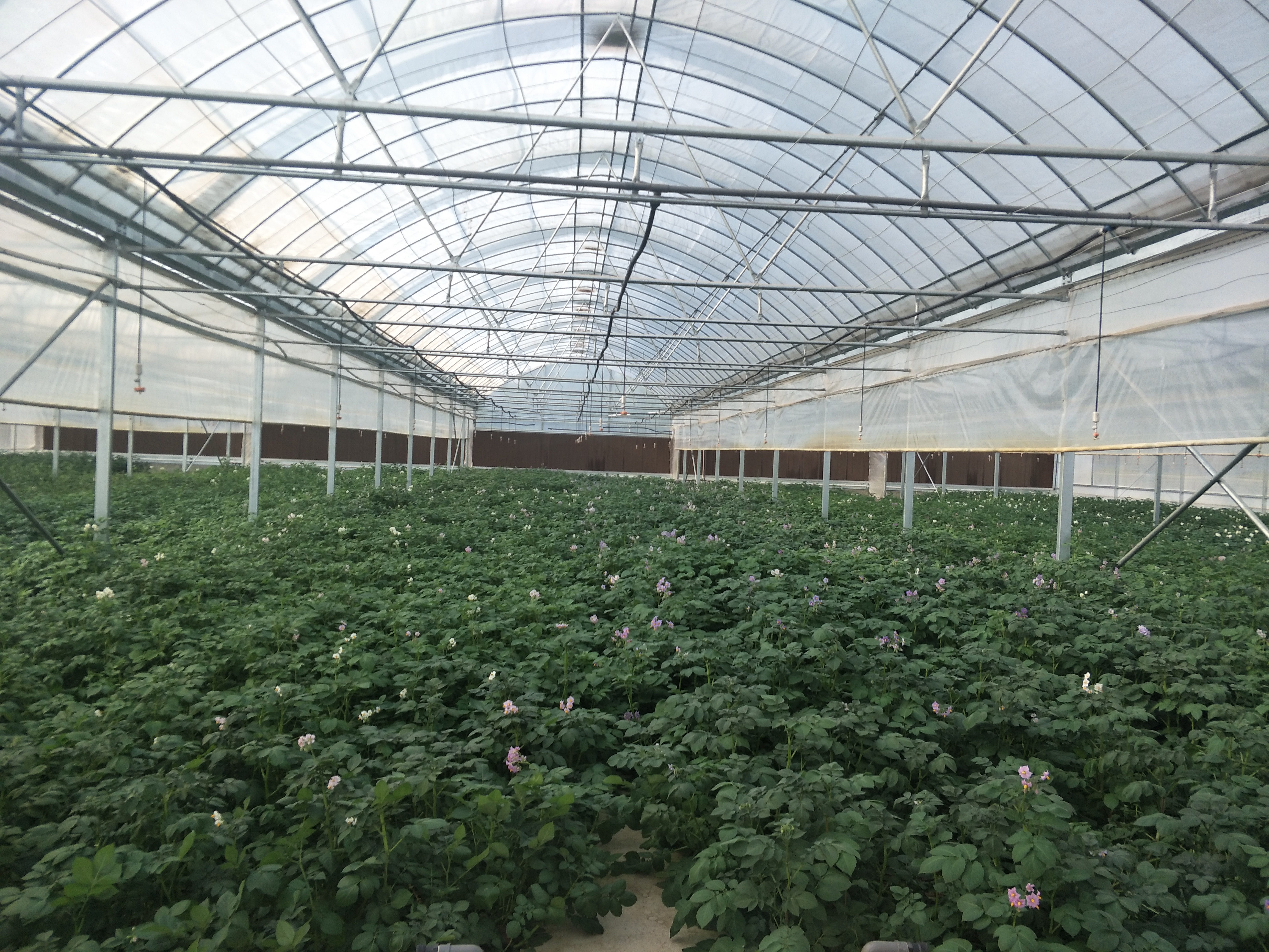 Xuechuan Liupanshan Food (Ningxia) Co., Ltd. – convenience foods 3