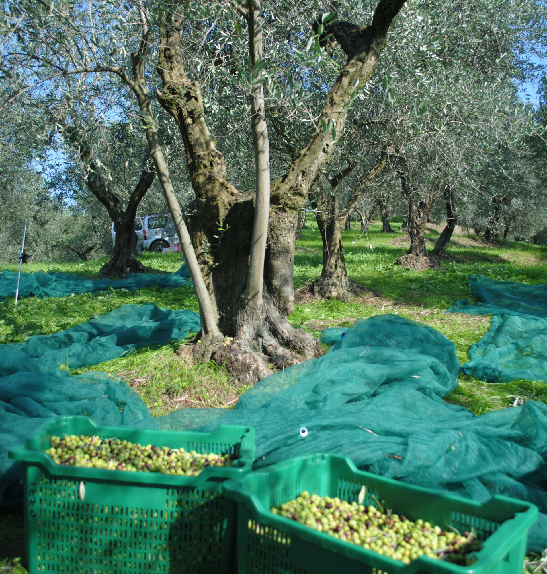 olive net