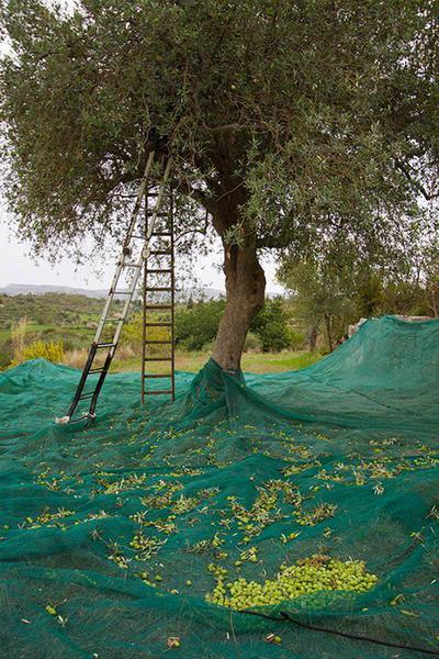 olive net