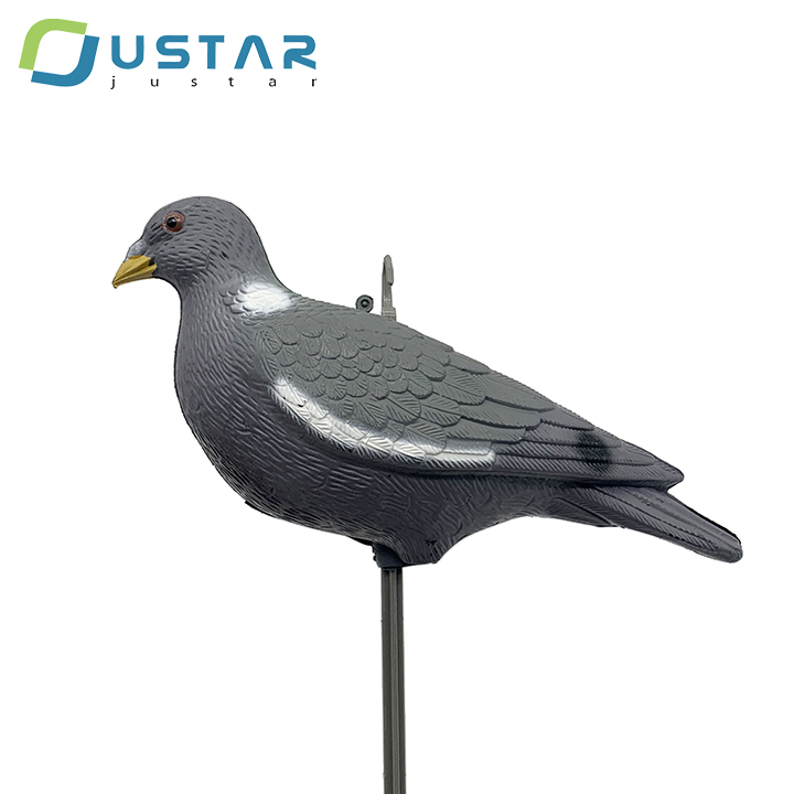 pigeon