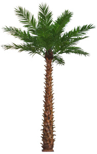 Royal palm