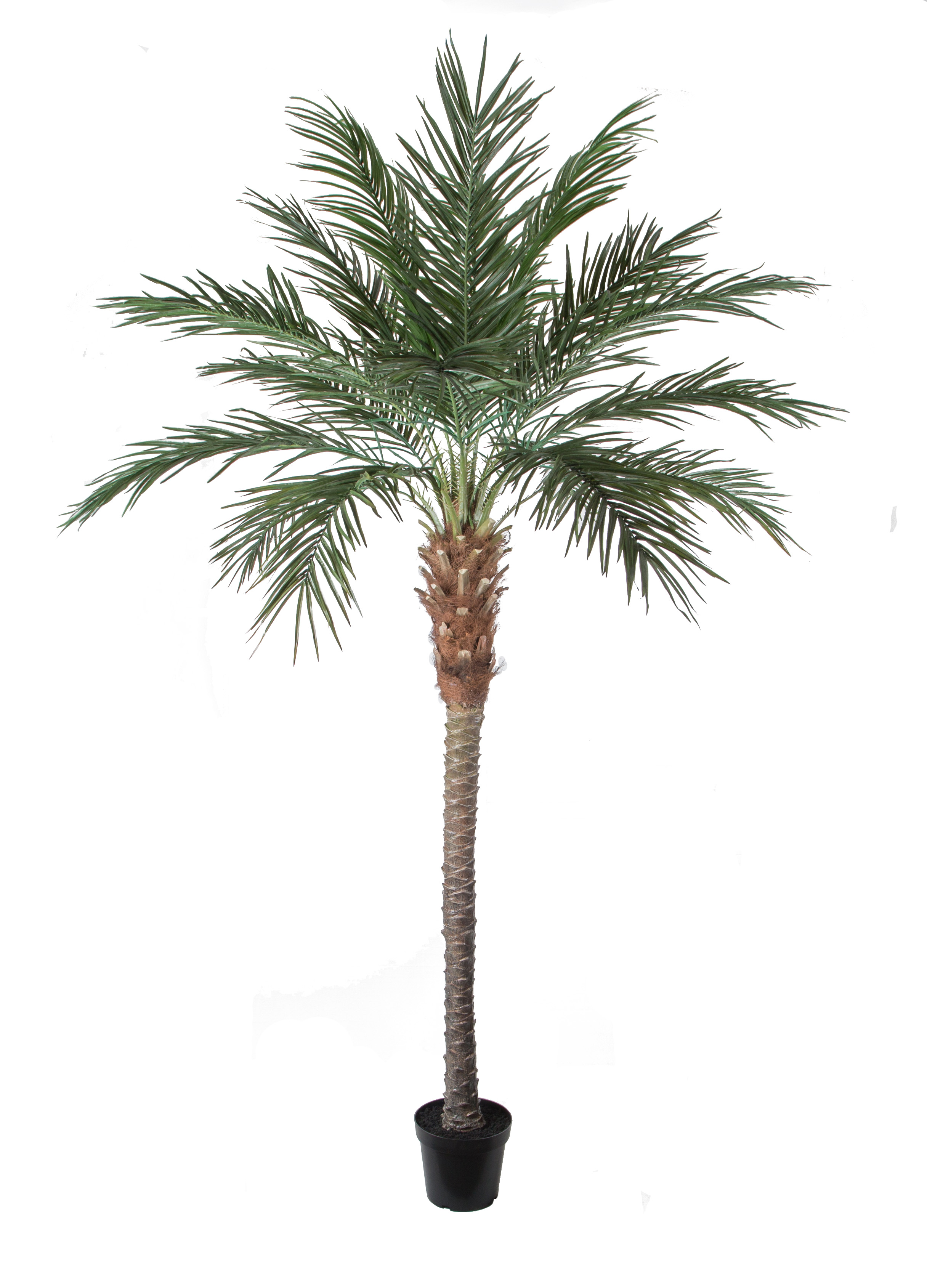 Poenix palm w/pot