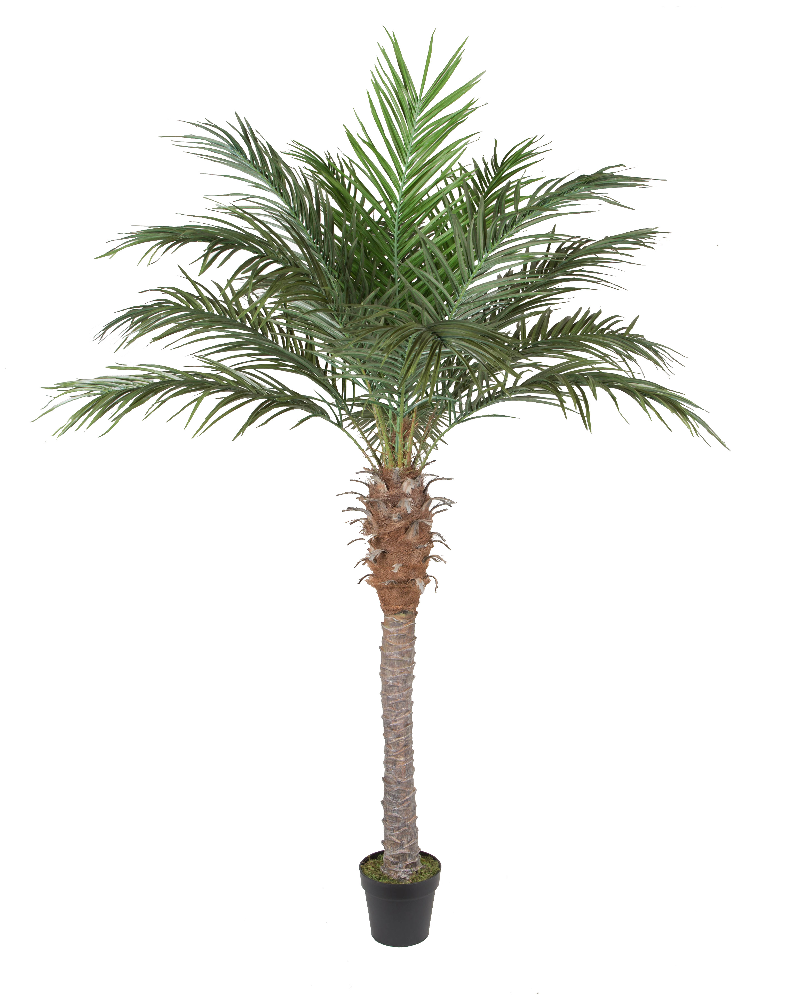 Poenix palm w/pot