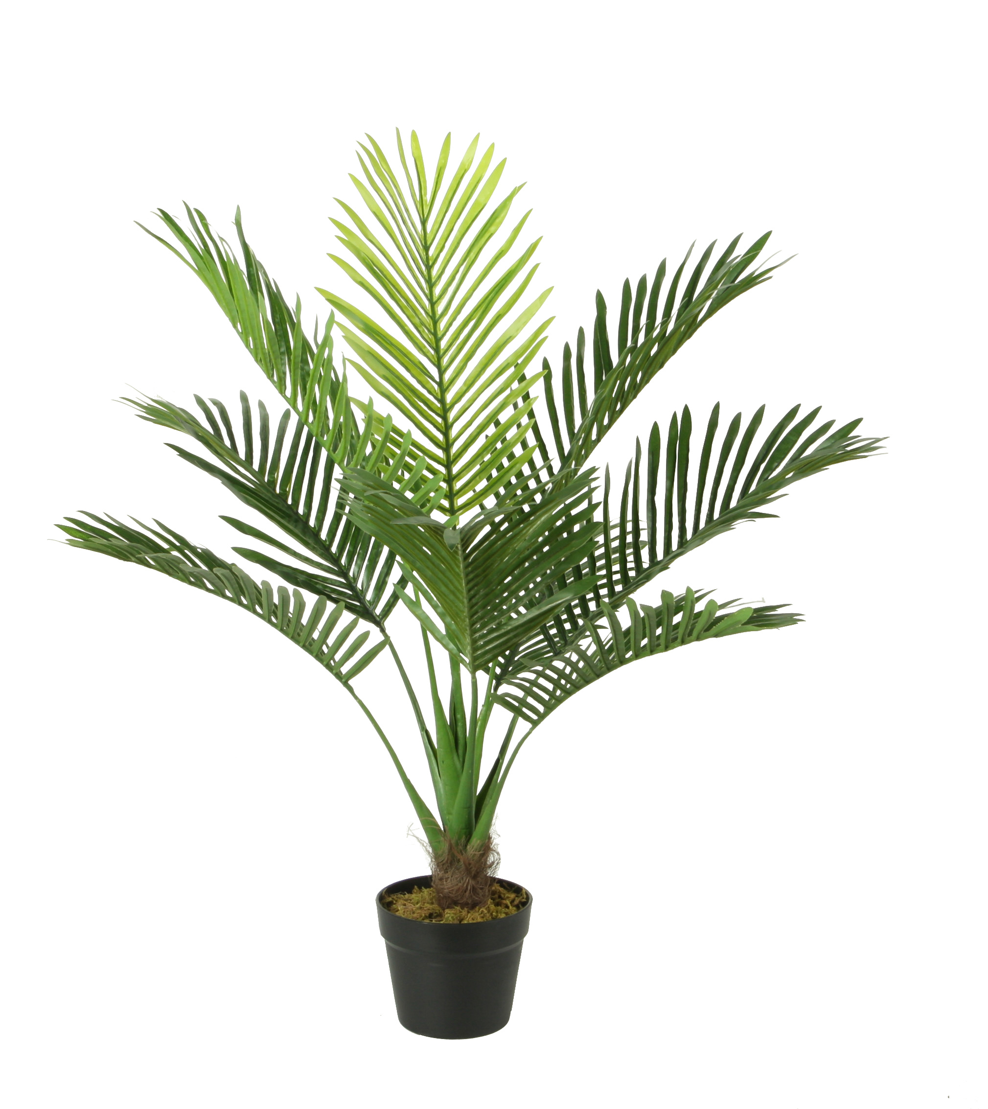 Mini palm w/pot
