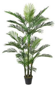 Mini palm w/pot