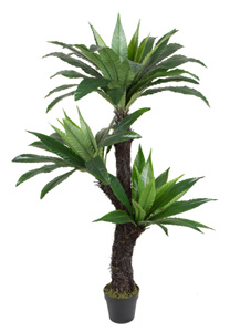 Brids nest fern w/pot