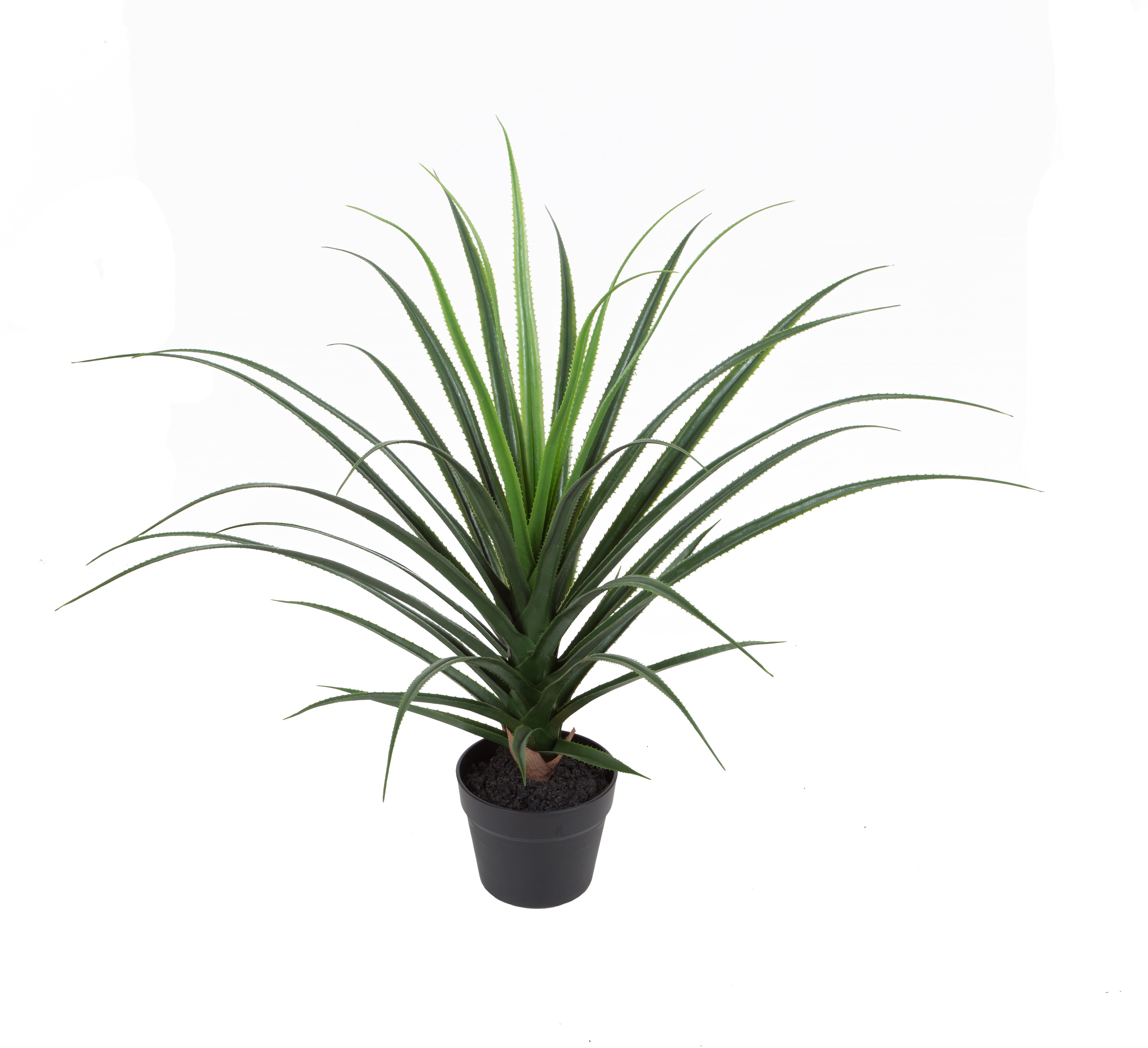 70CM Pandanus w/pot