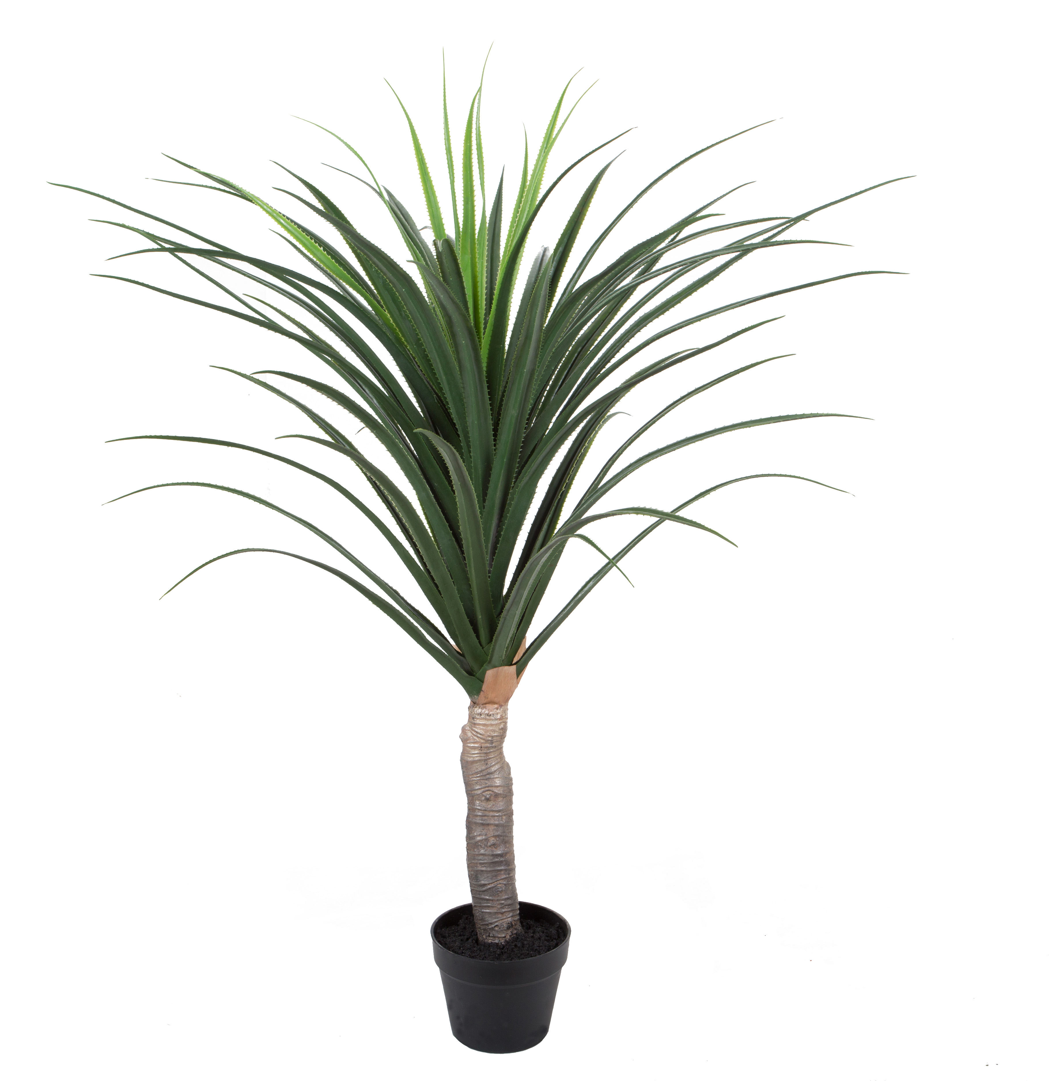 Pandanus w/pot