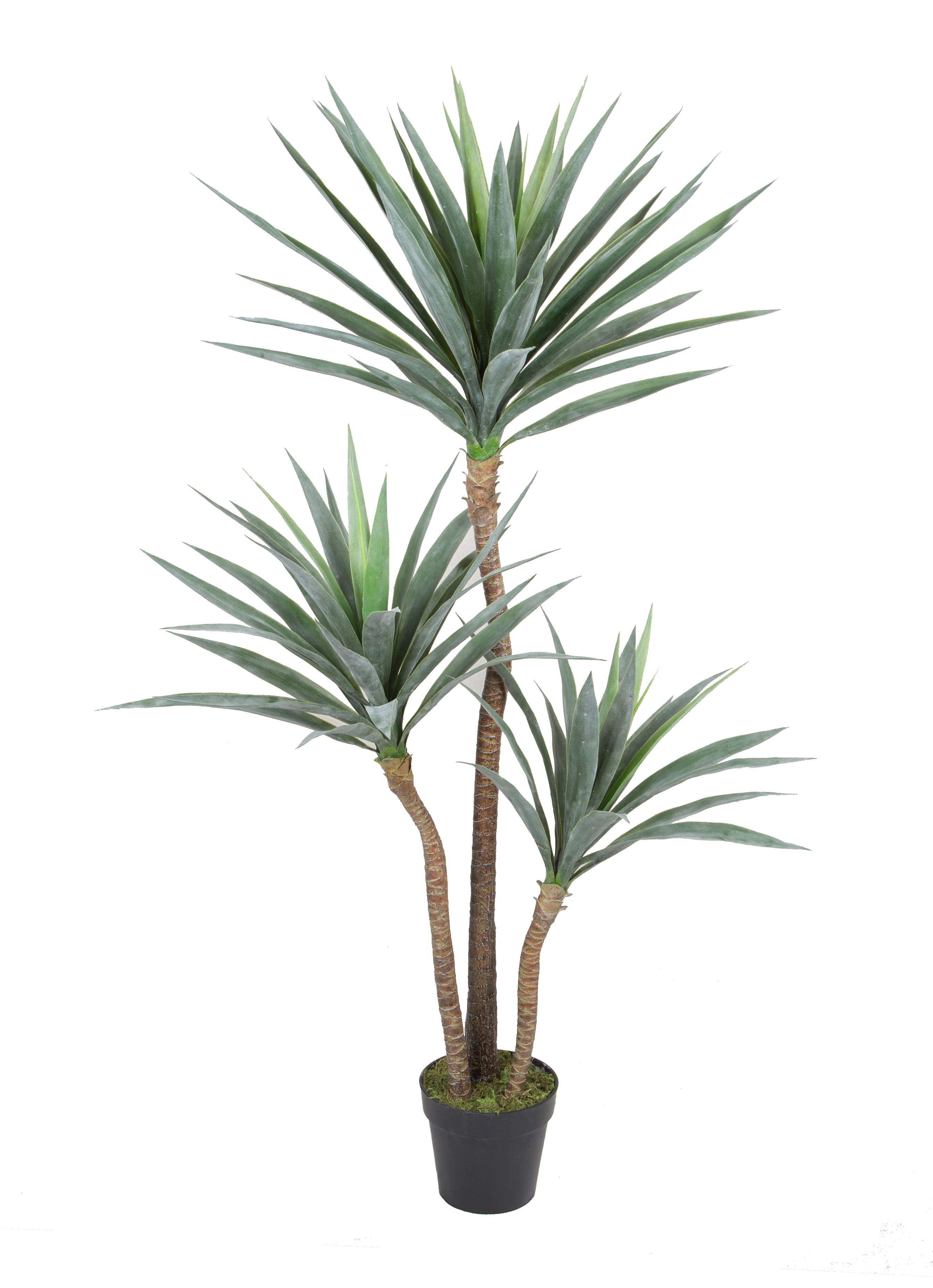 Yucca w/pot