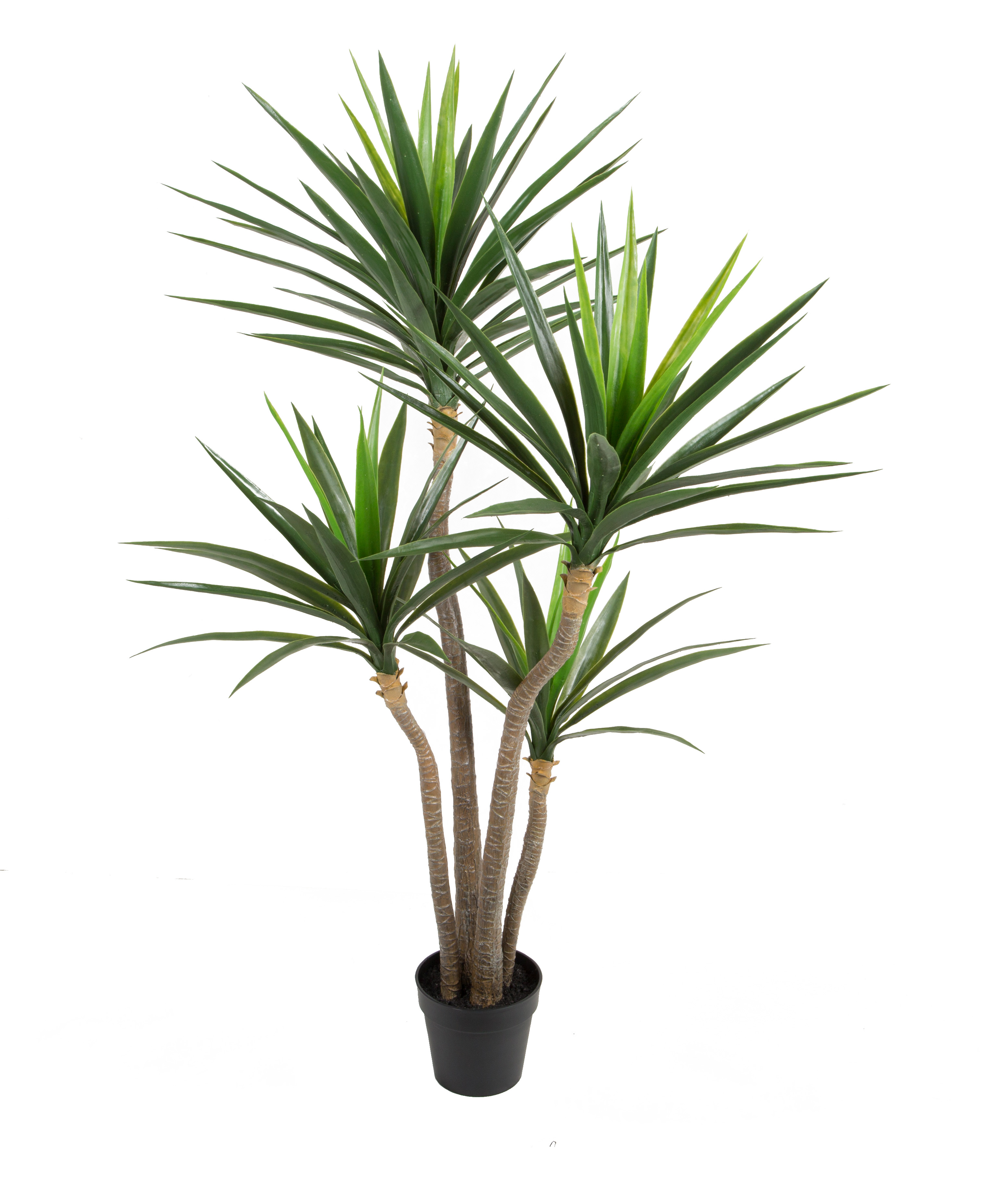 Yucca w/pot