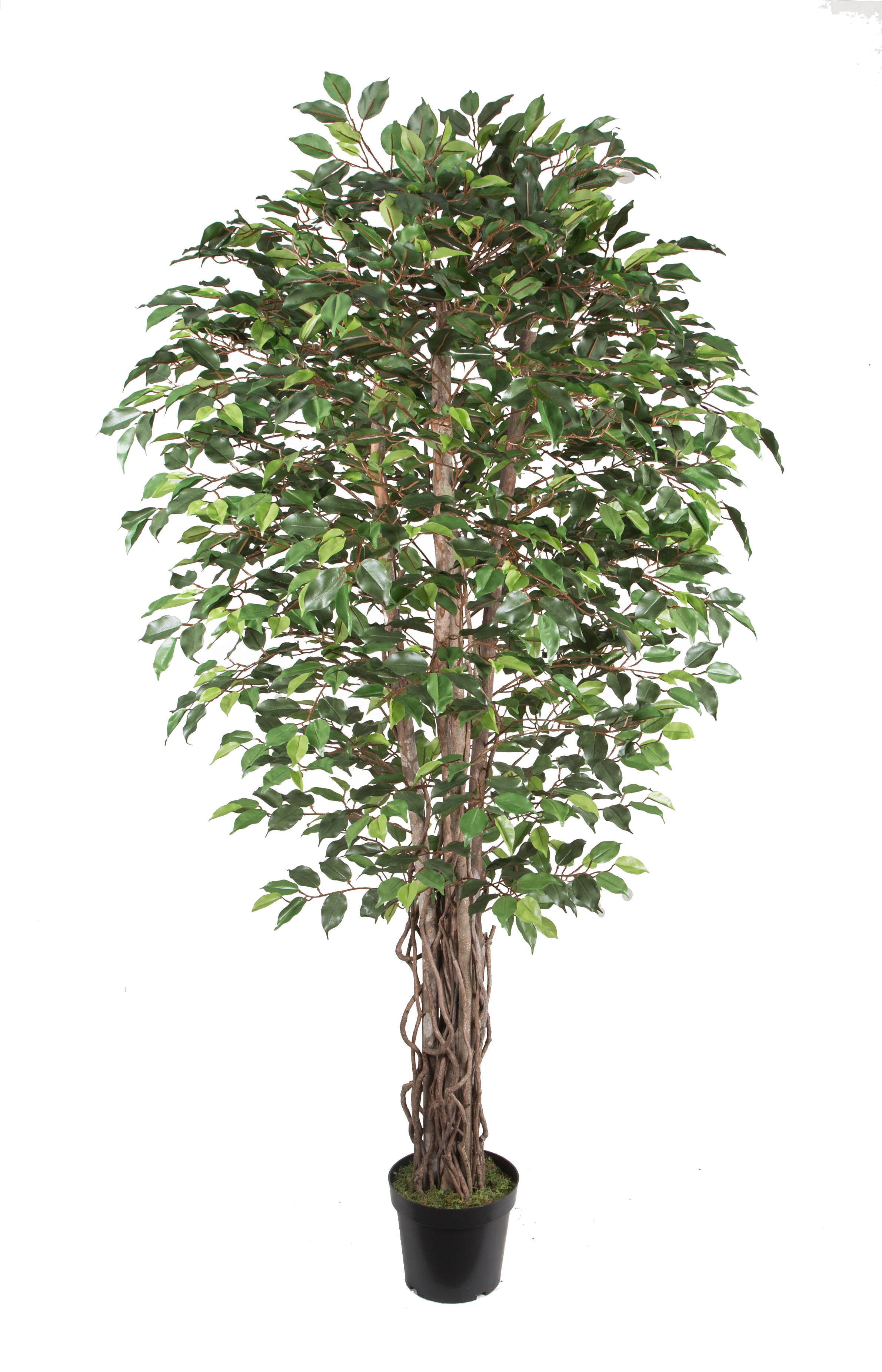 210CM Wood trunk ficus tree w/pot