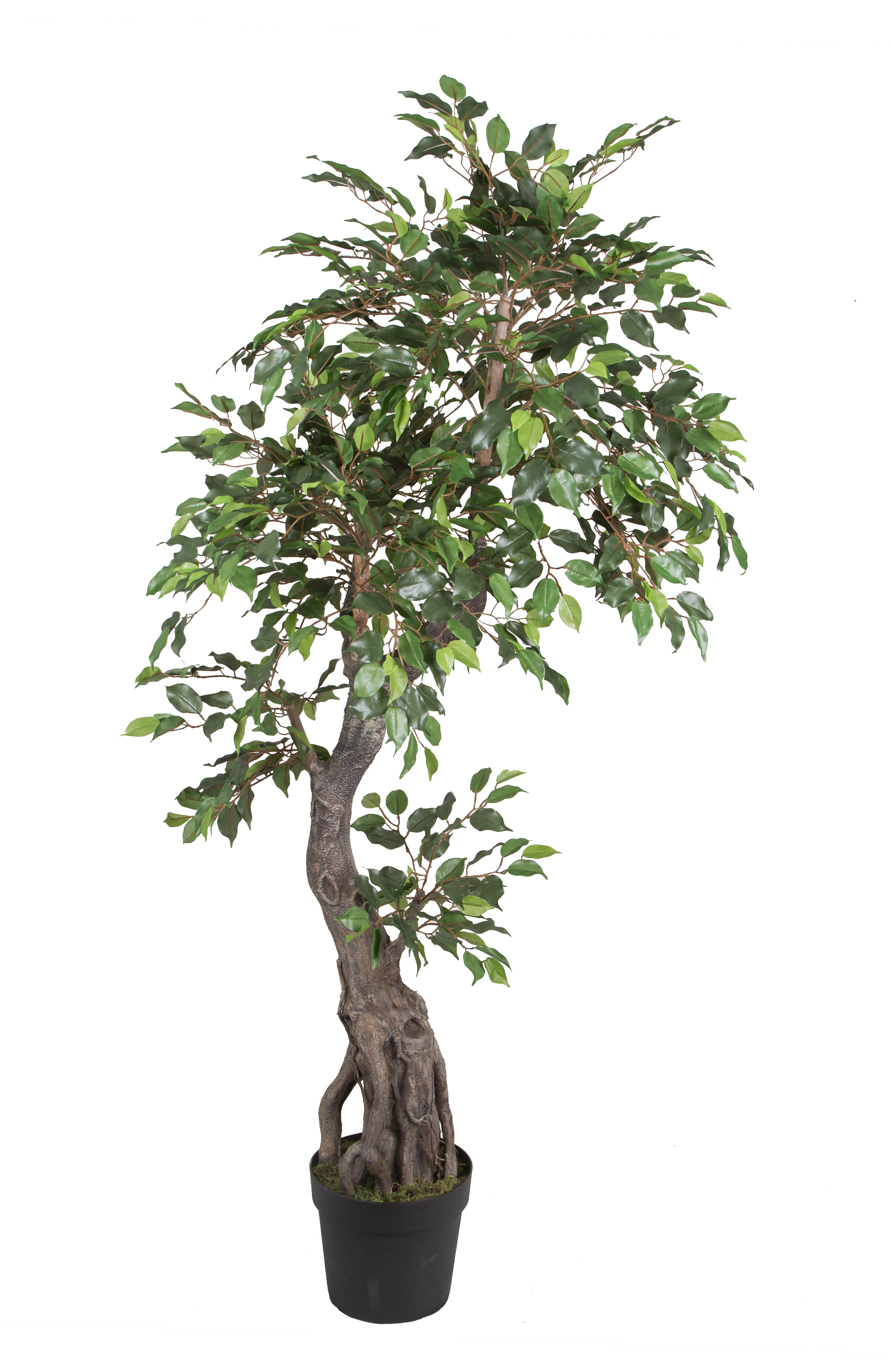 190CM H trunk Ficus tree