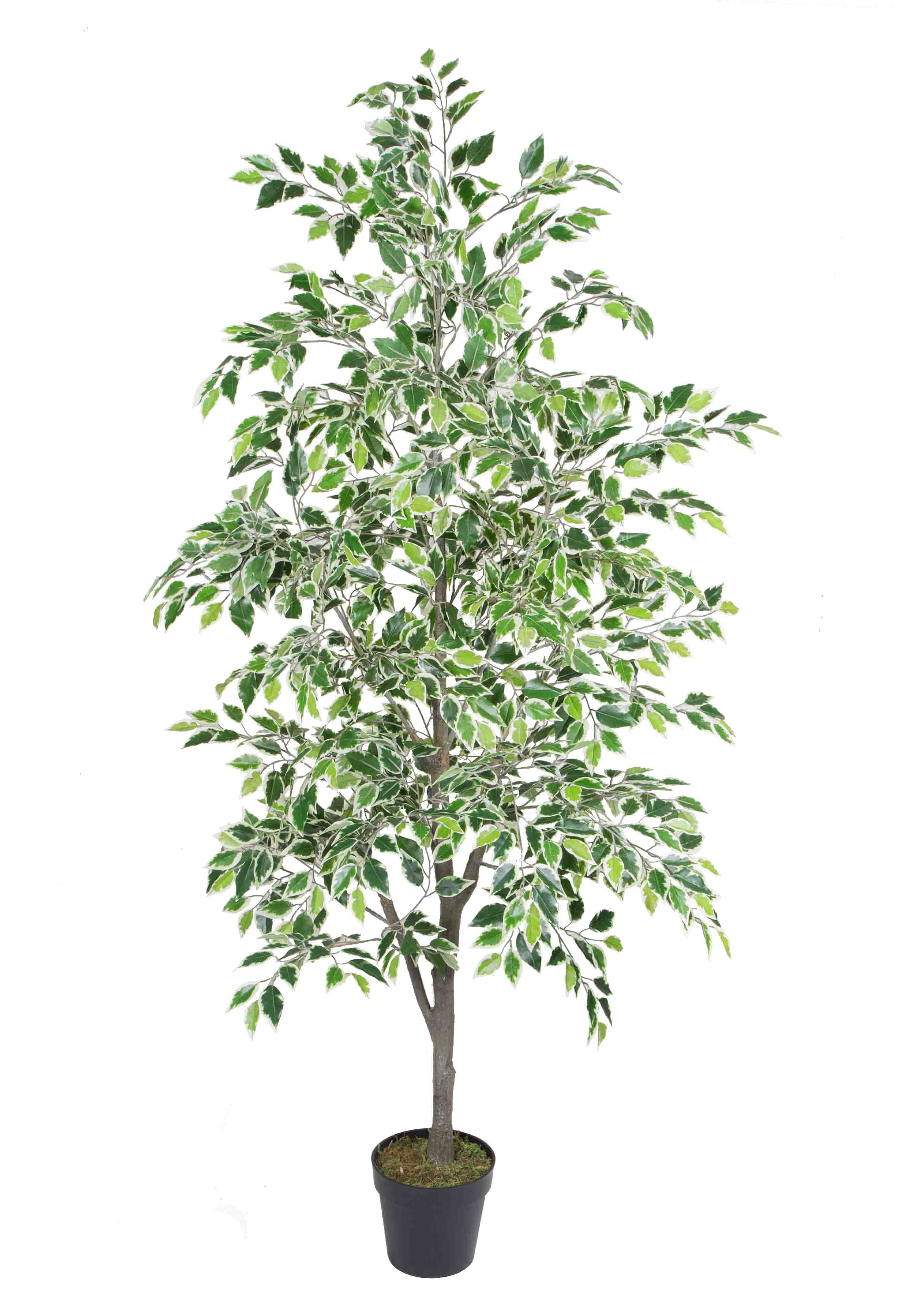 180CM plastic pole, Mini Banyan (white and green)