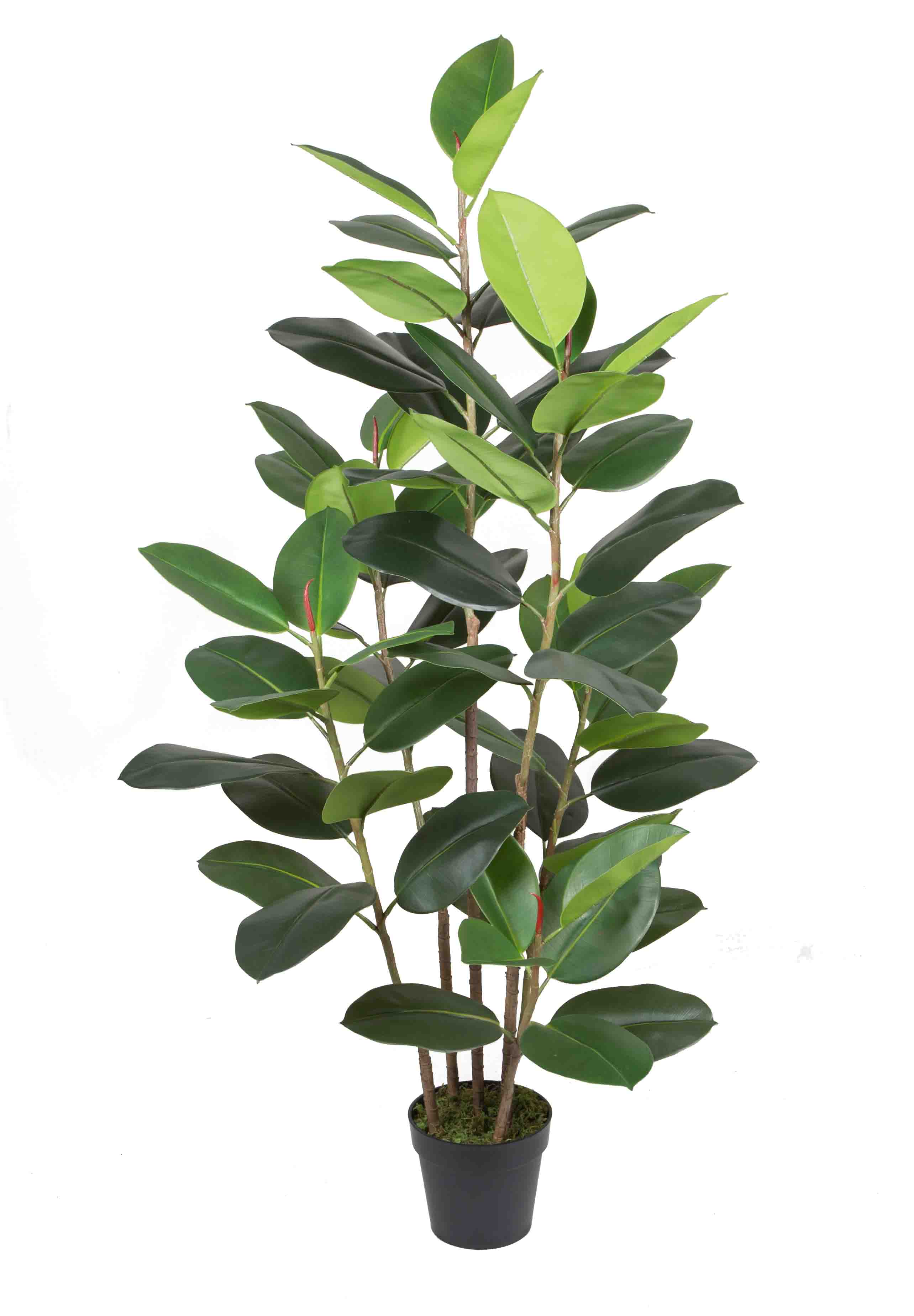 160CM Rubber plant w/pot