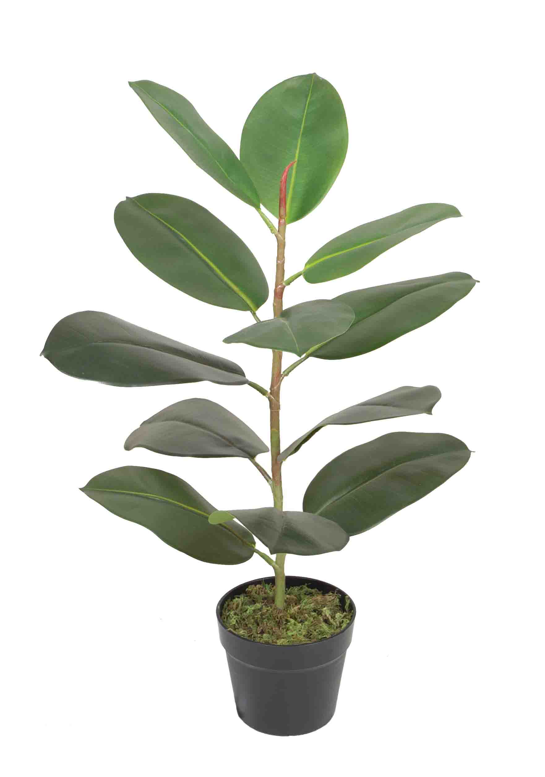 75CM Rubber plant w/pot