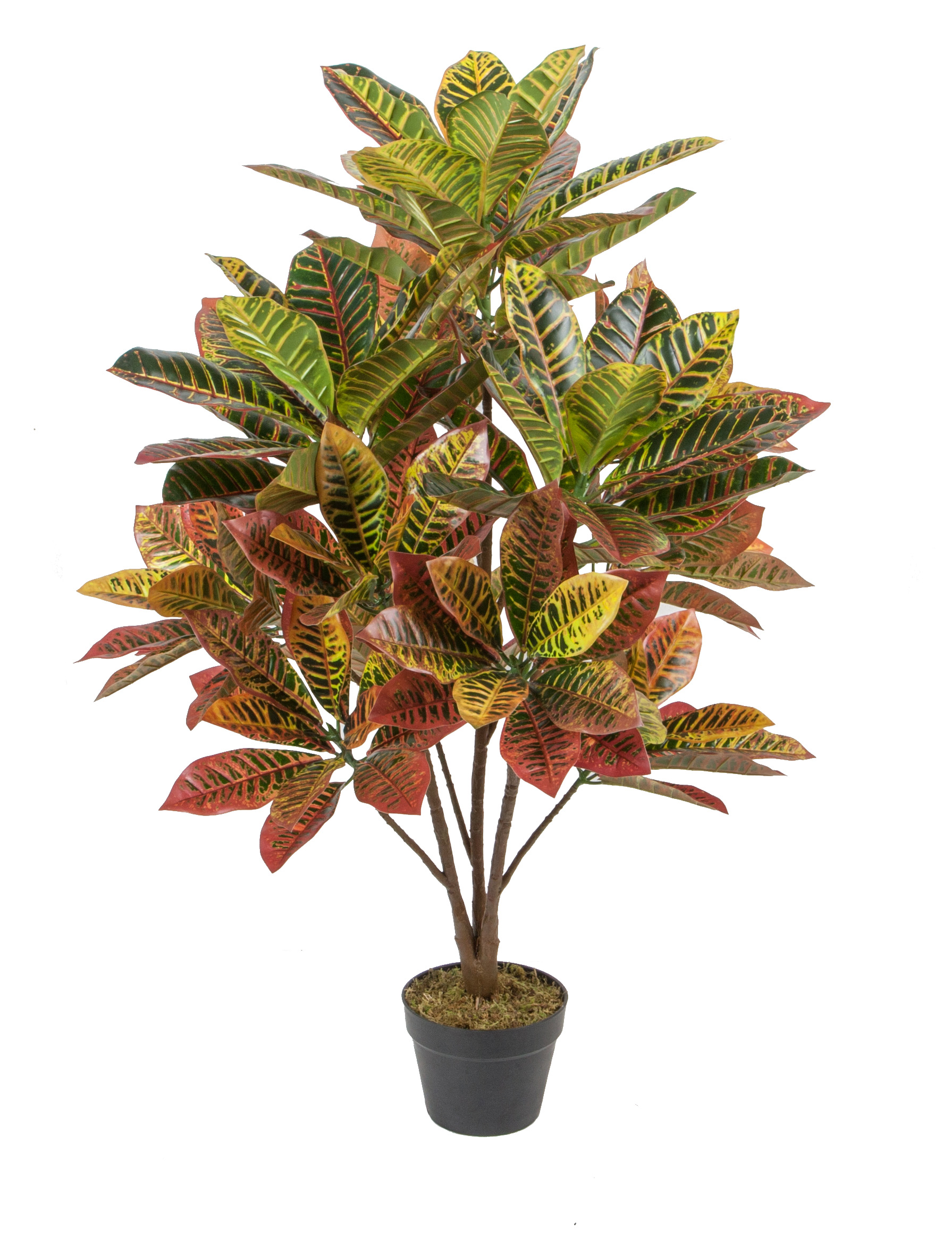 120CM Croton w/pot