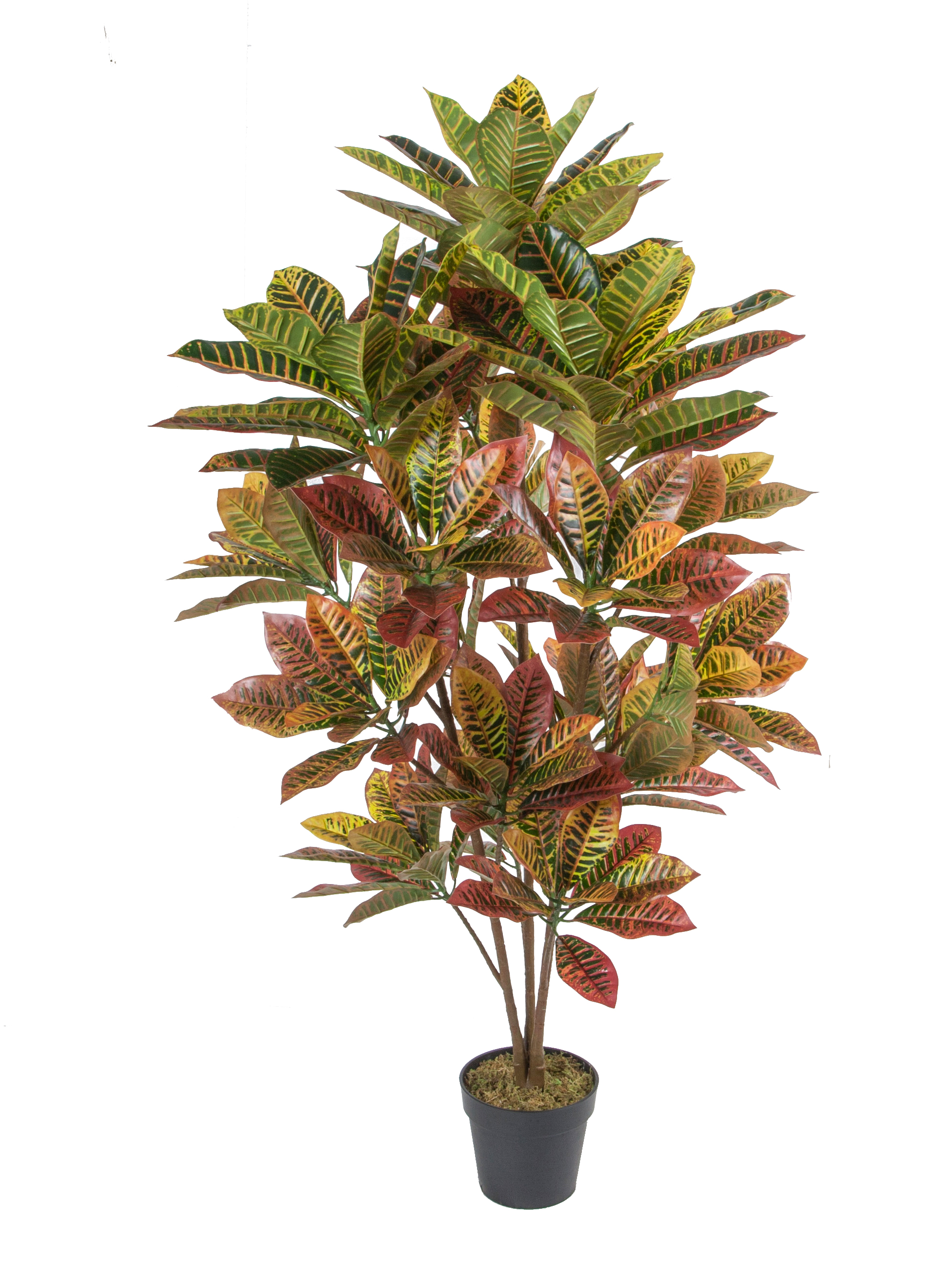 160cm Croton w/pot