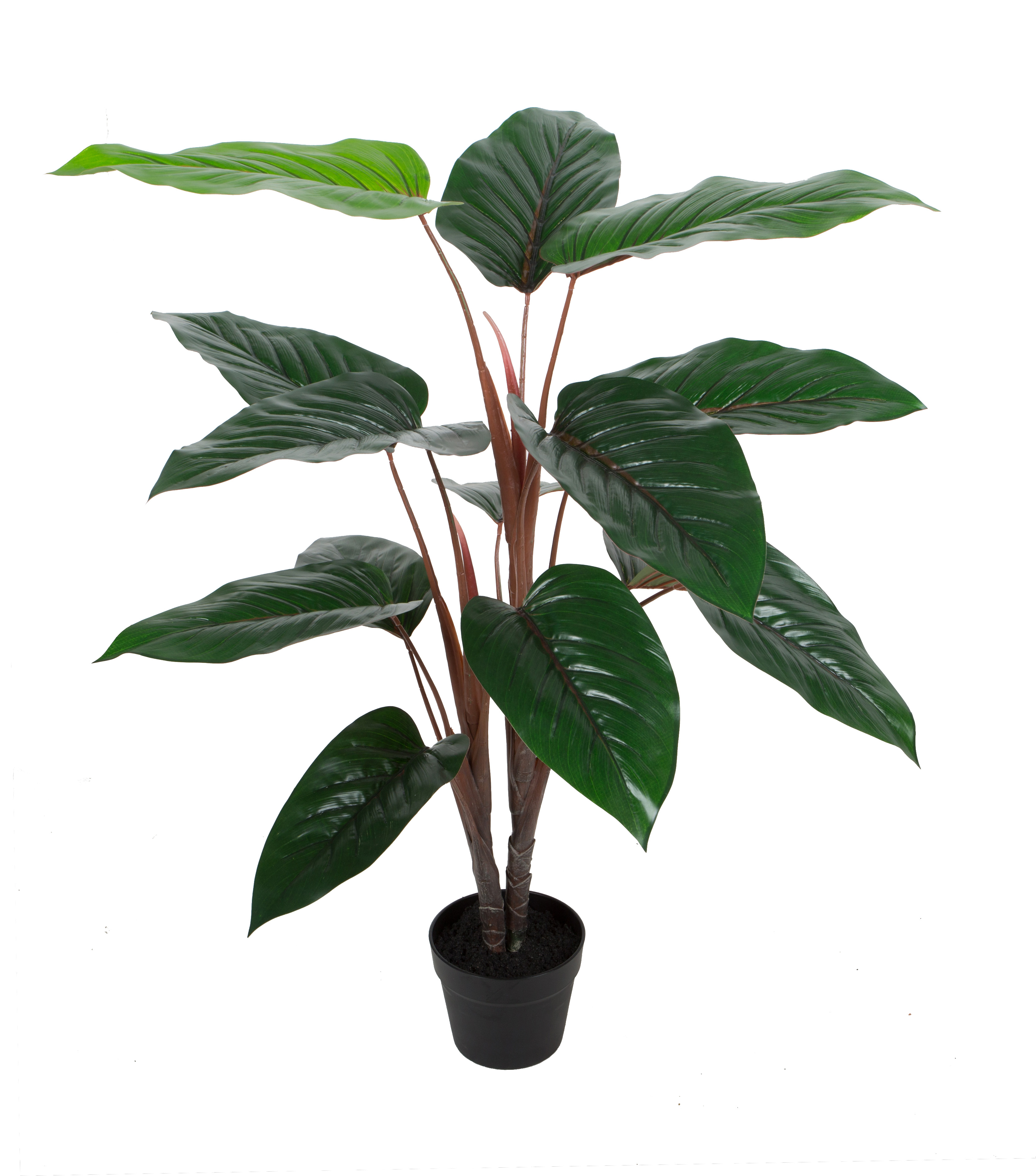 Philodendron w/pot