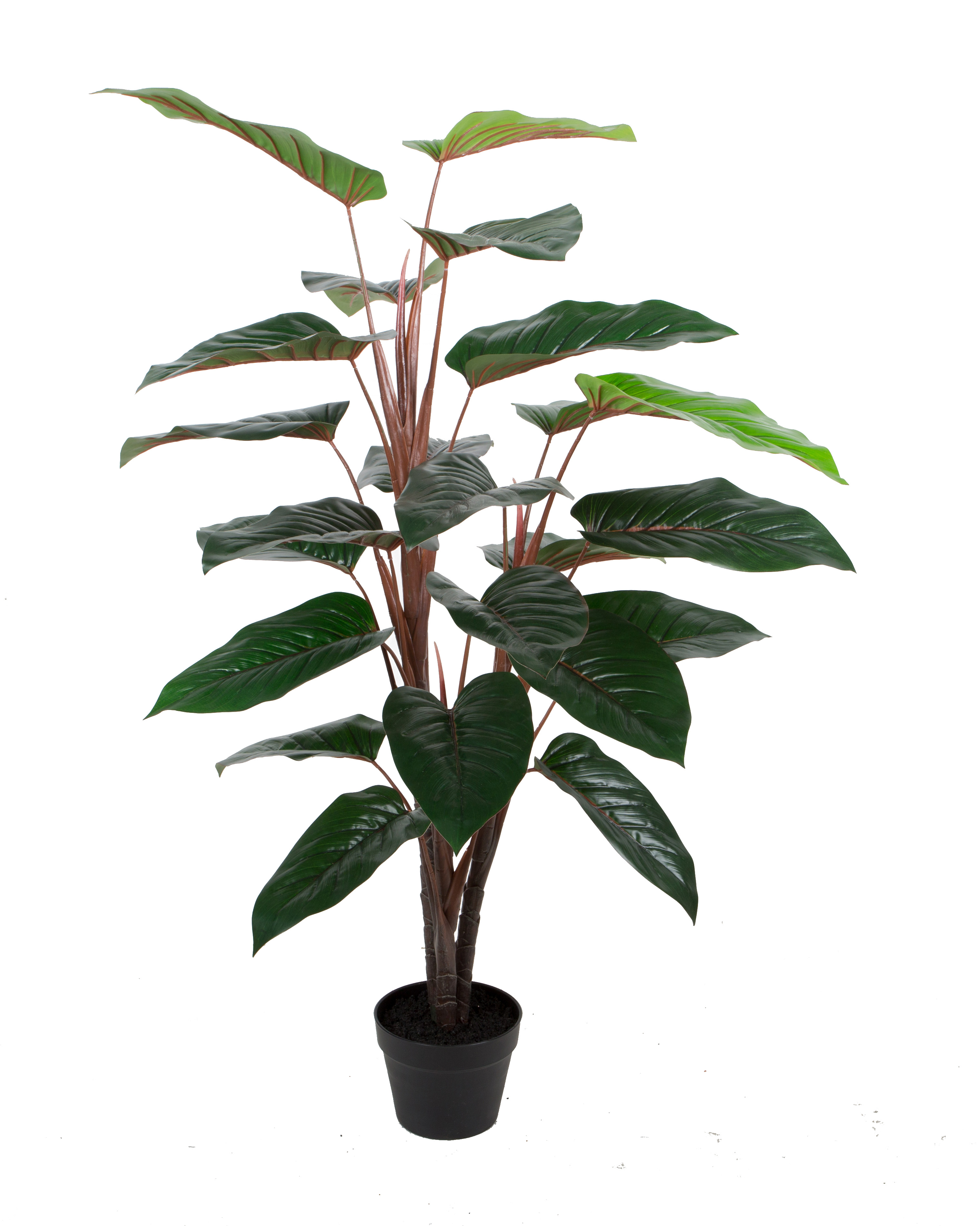 Philodendron pole w/pot
