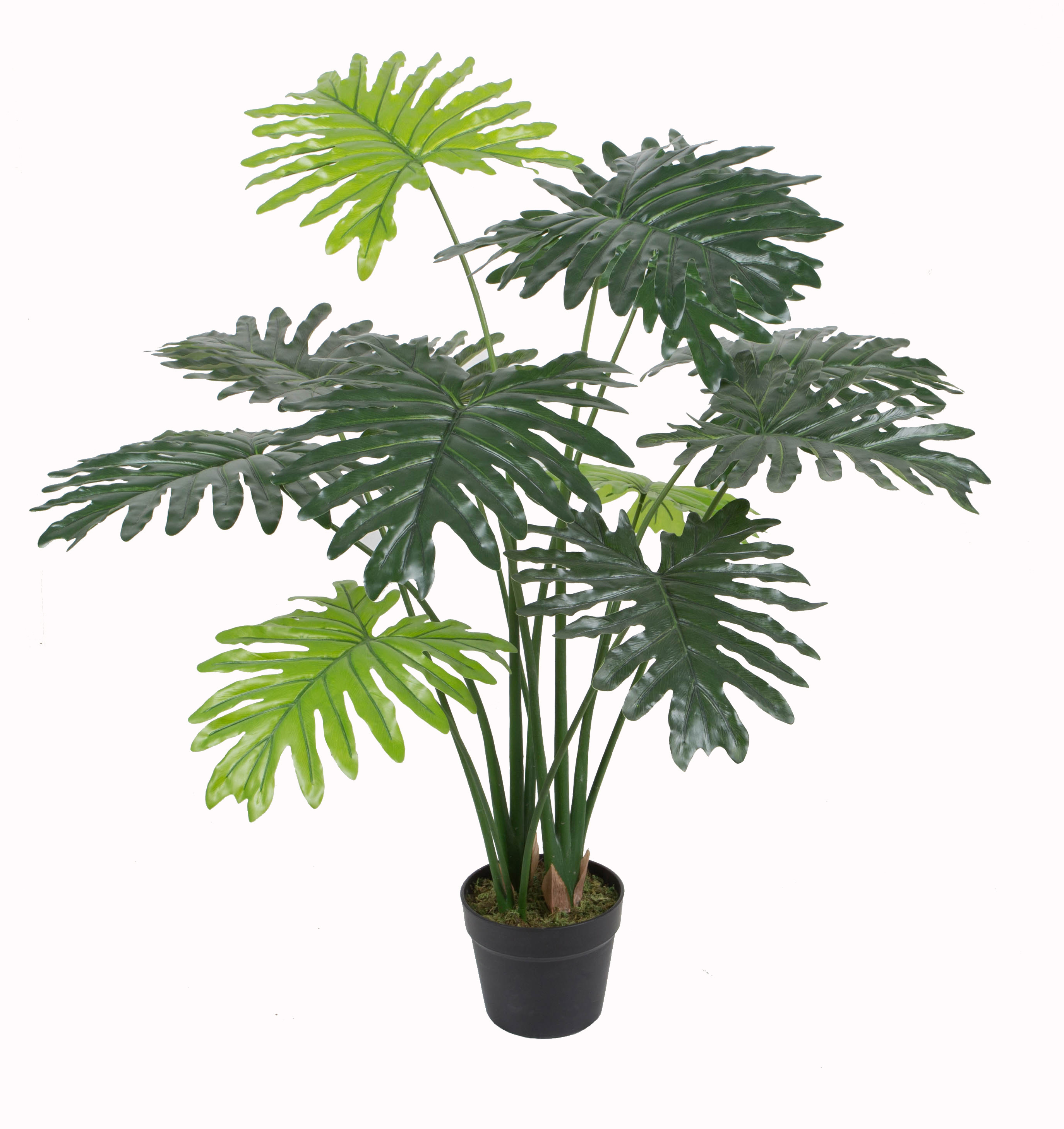 90CM Philodendron w/pot