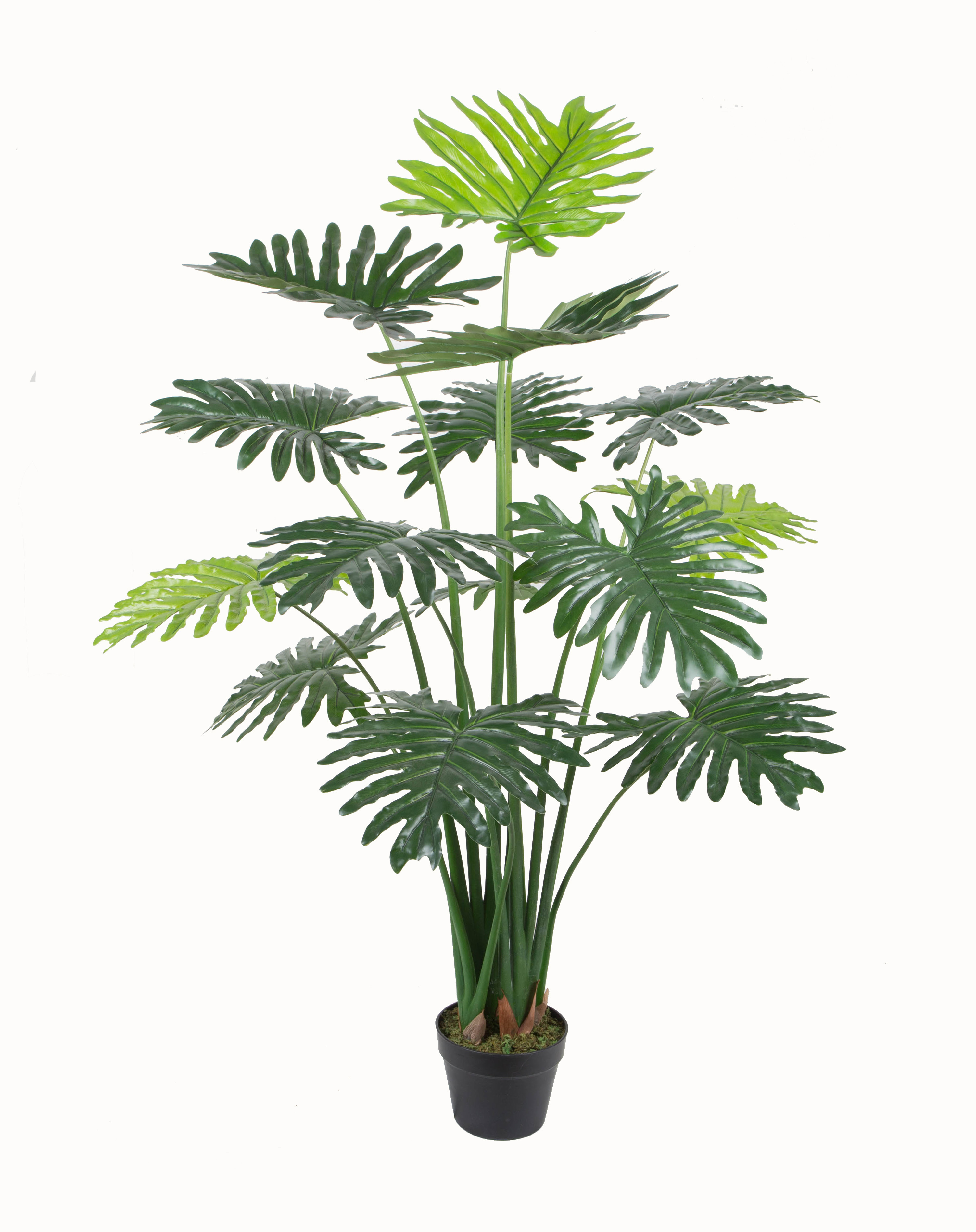 Philodendron pole w/pot