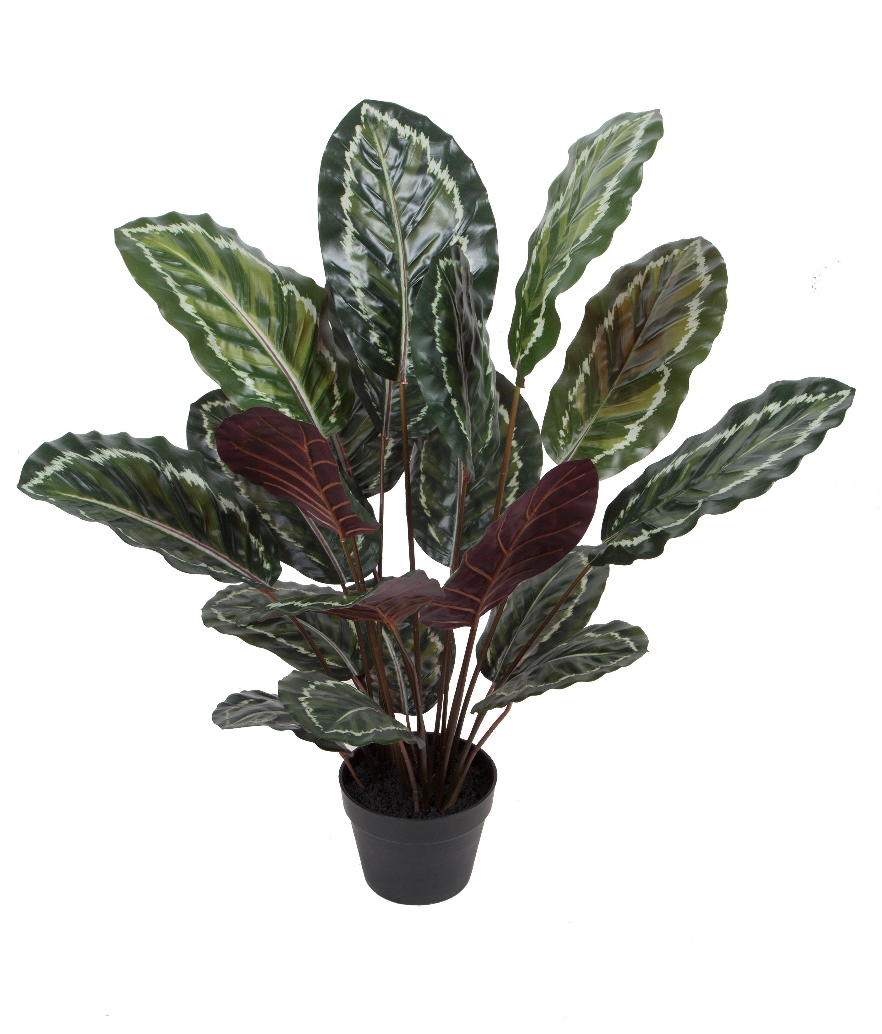 90CM Calathea Roseopicta w/pot