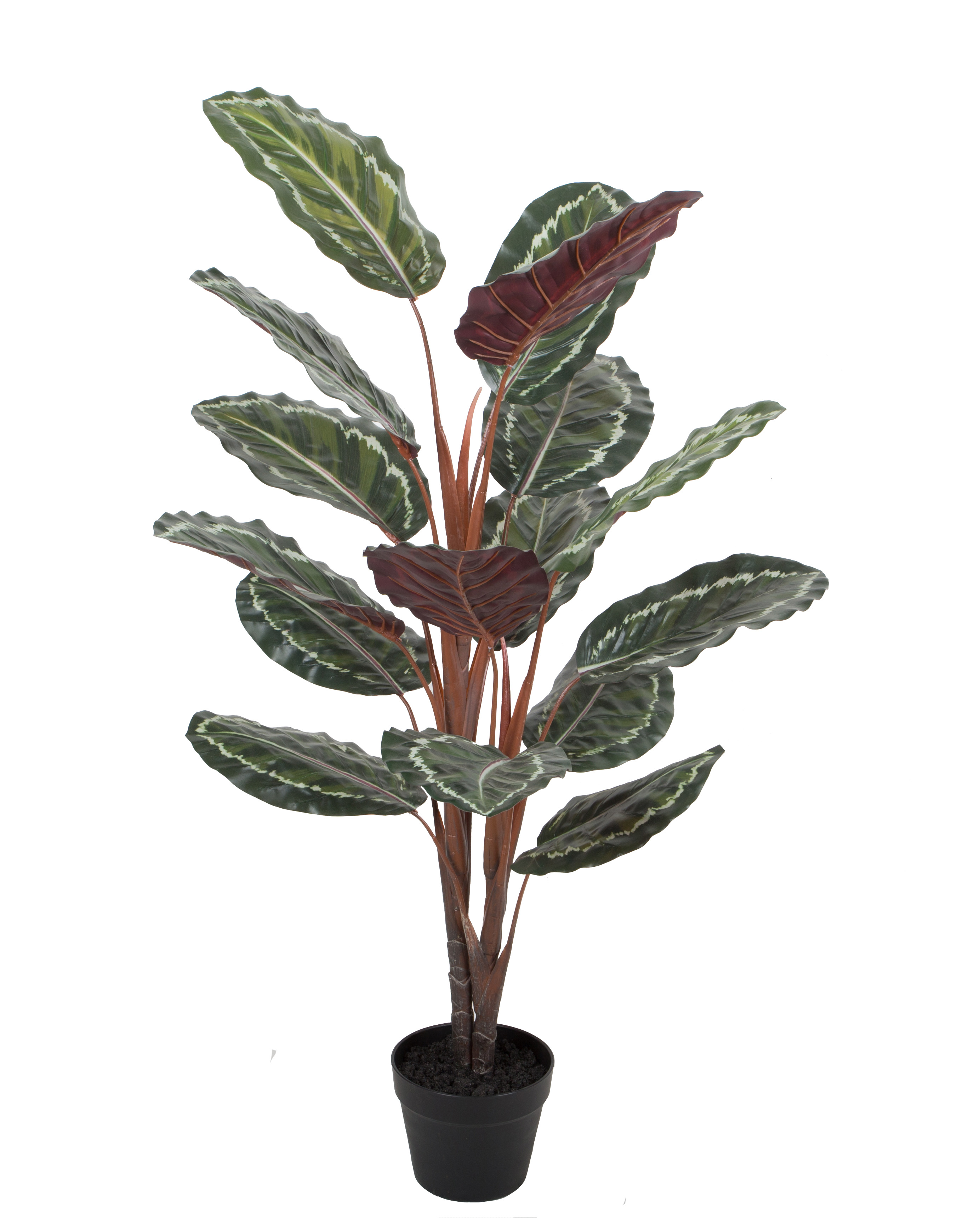 120CM Calathea Roseopicta w/pot