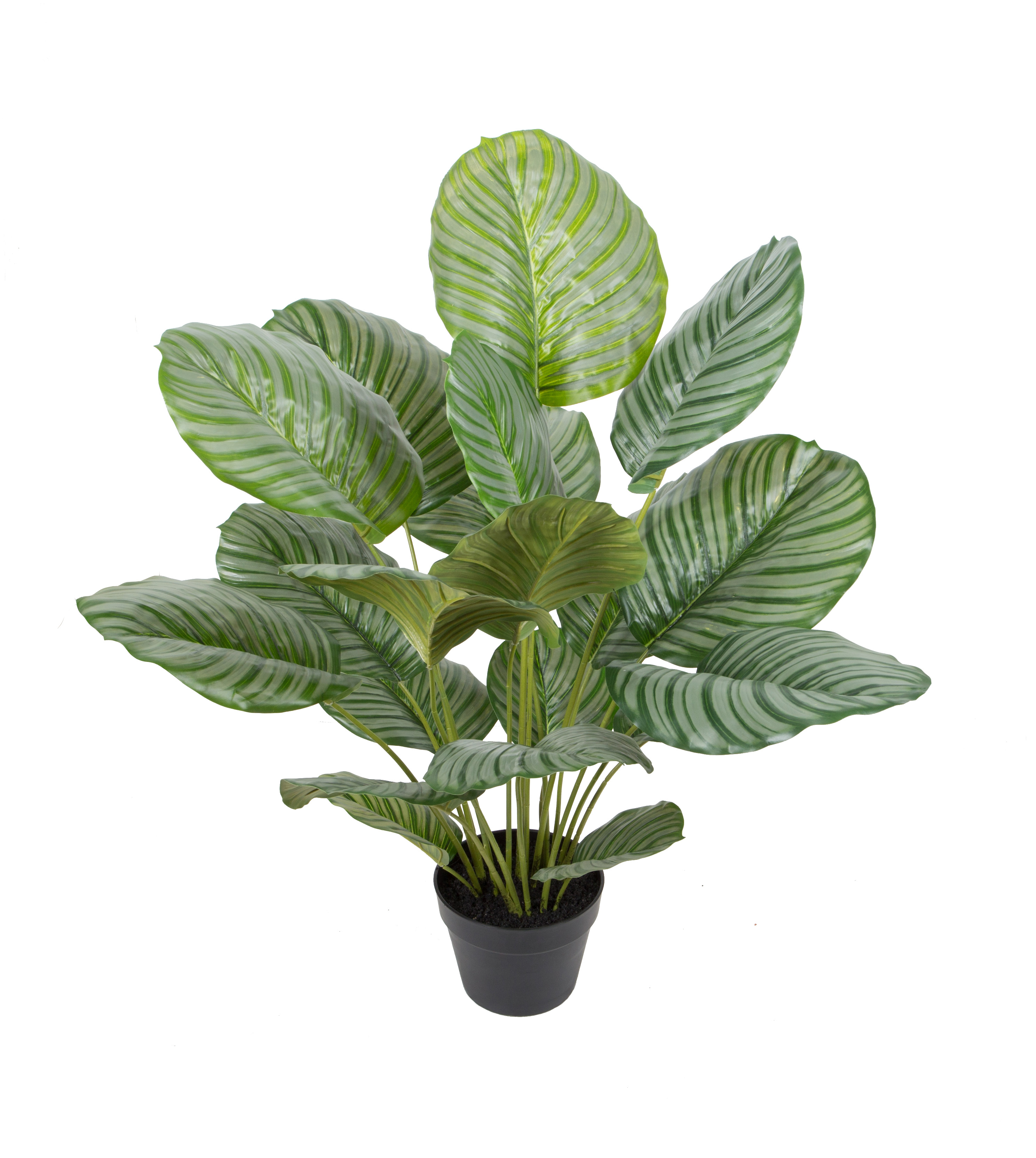 Calathea orbifolia w/pot