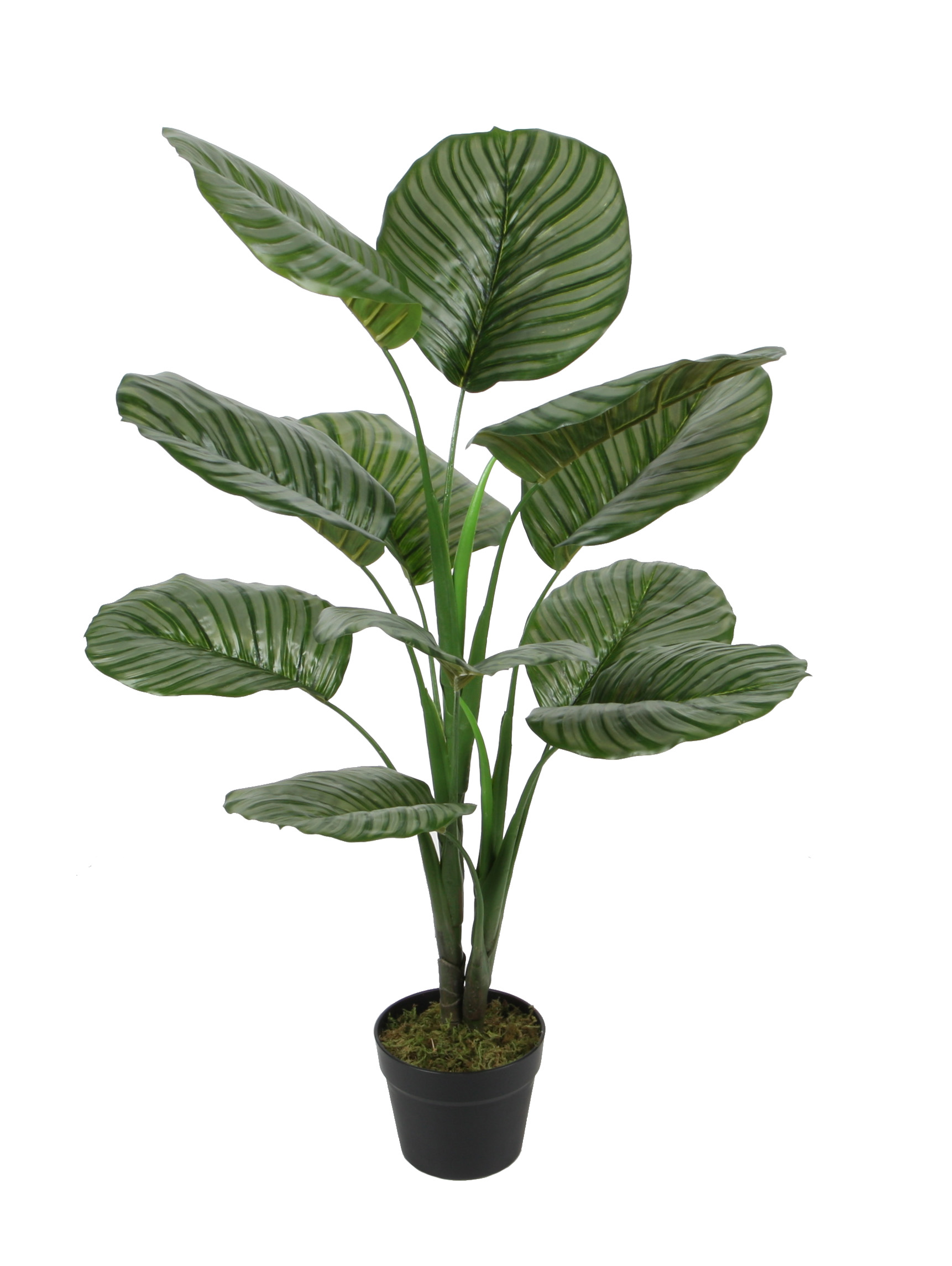 Calathea orbifolia w/pot