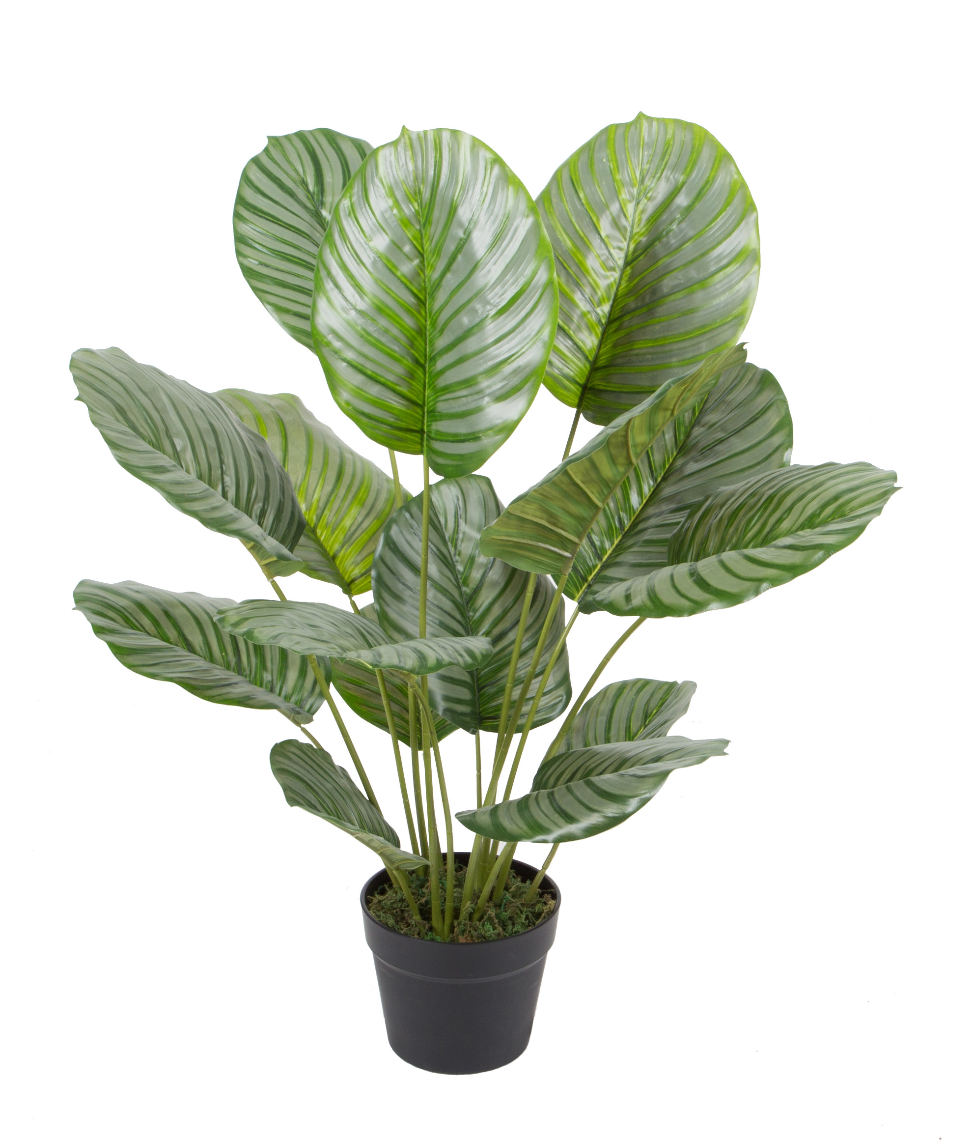 Calathea orbifolia w/pot