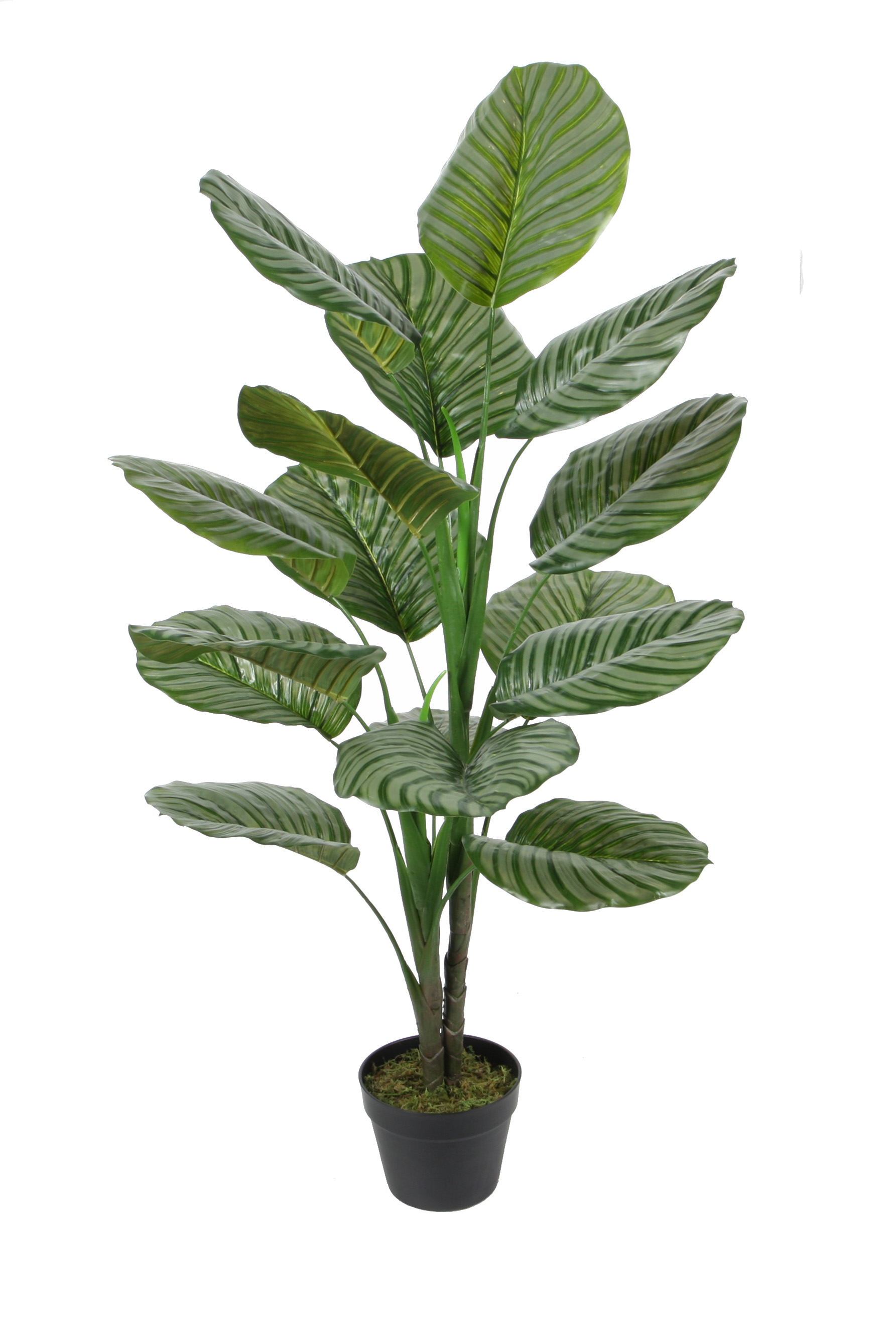 Calathea orbifolia w/pot