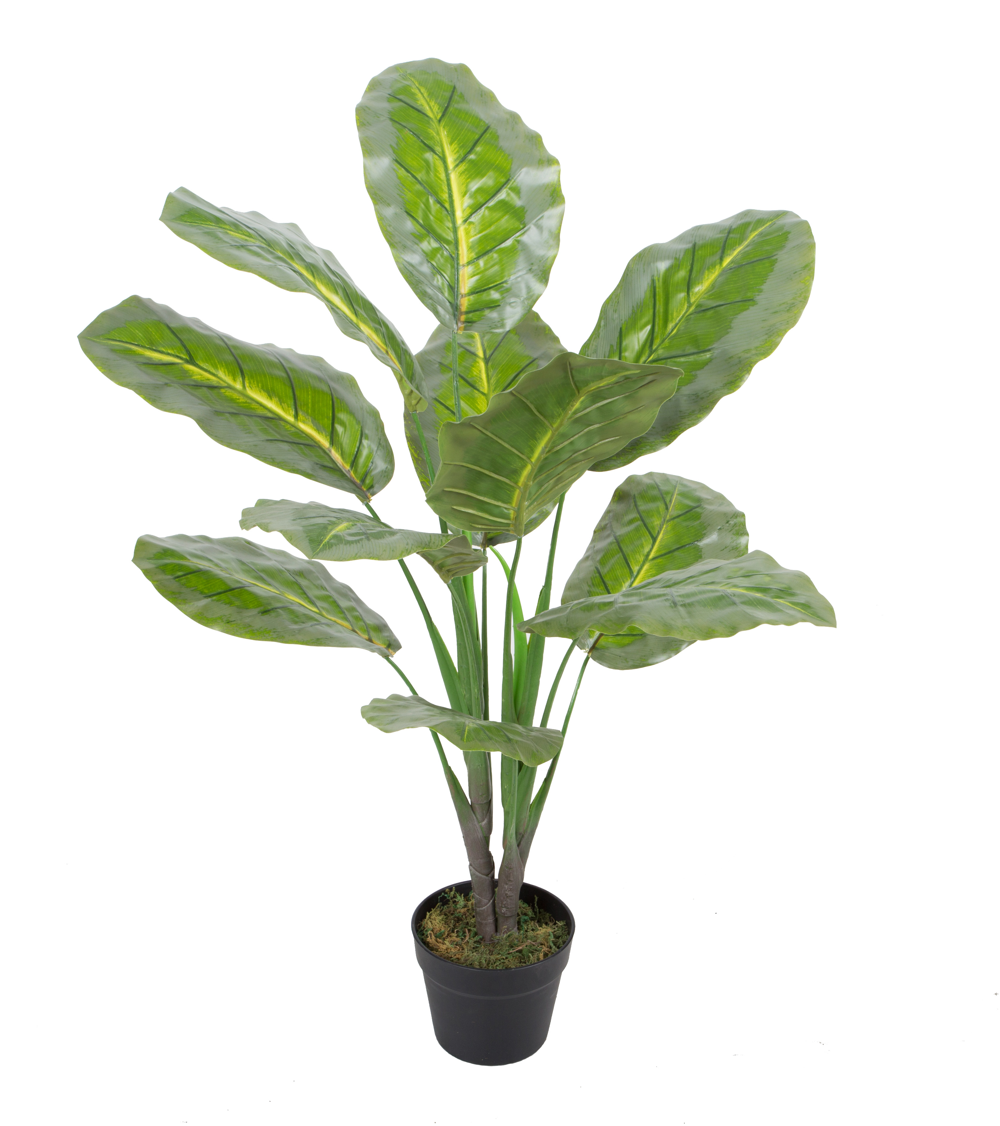 Calathea medalion w/pot