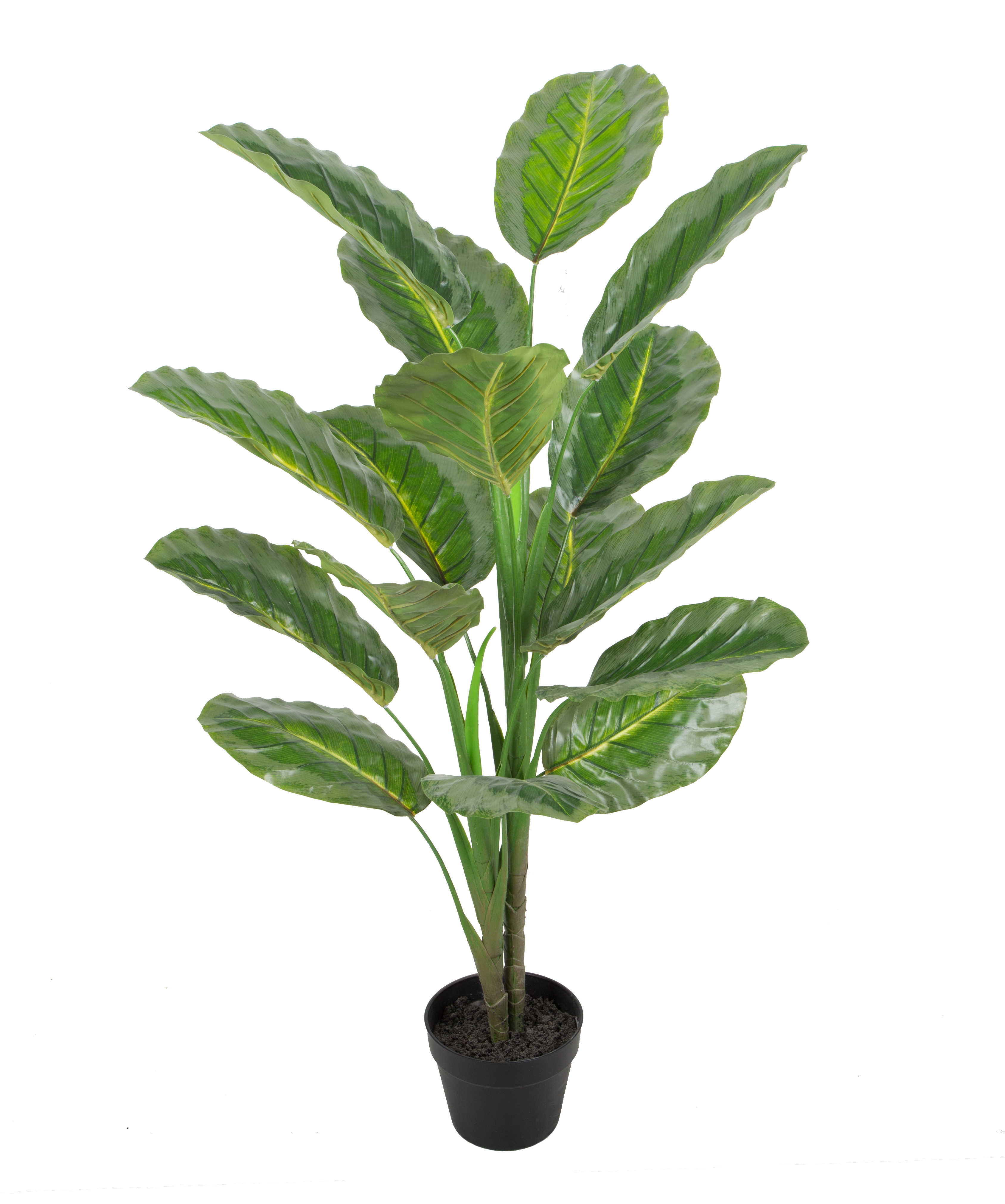 Calathea Medallion w/pot
