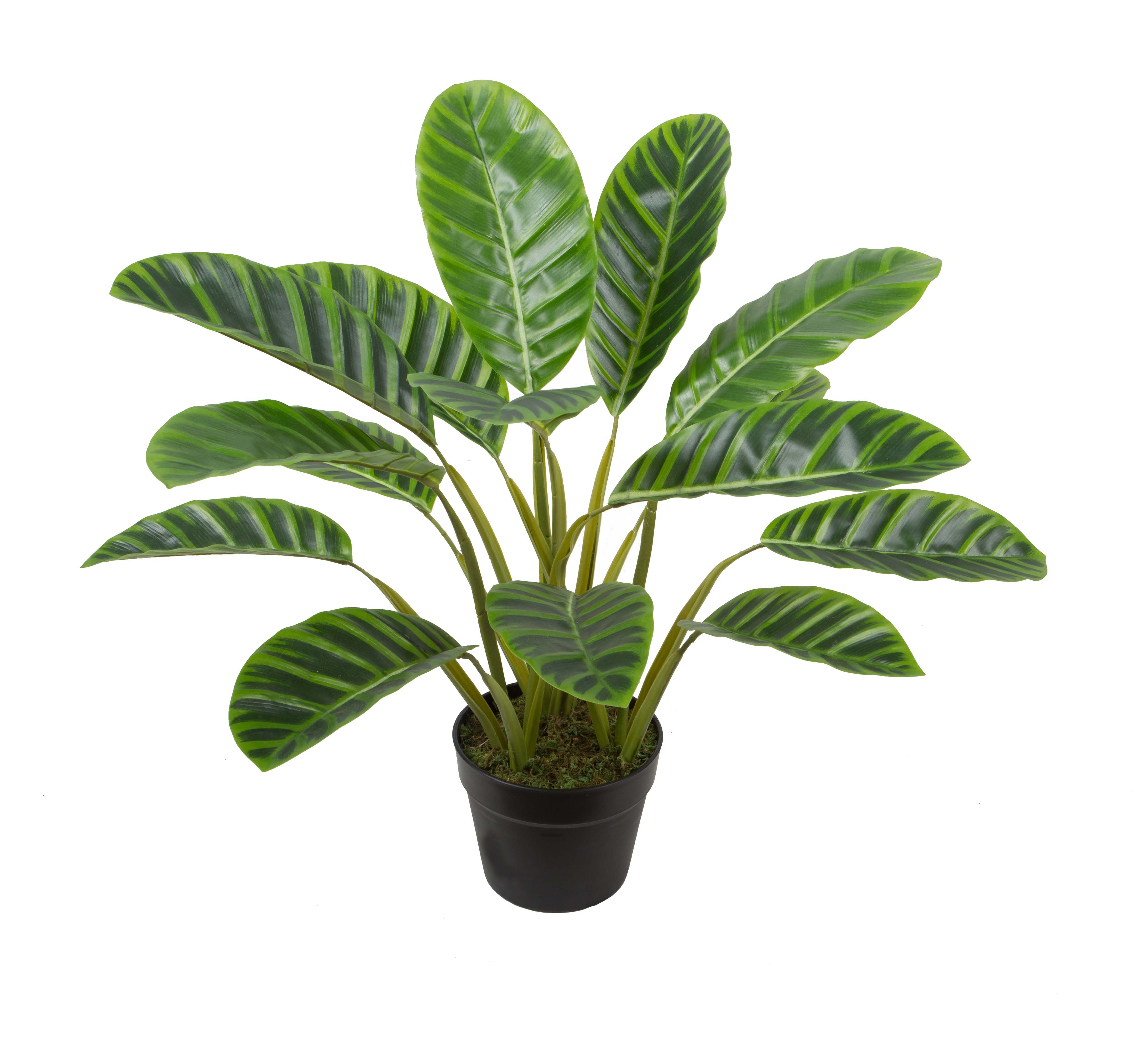 Calathea Zebrina w/pot