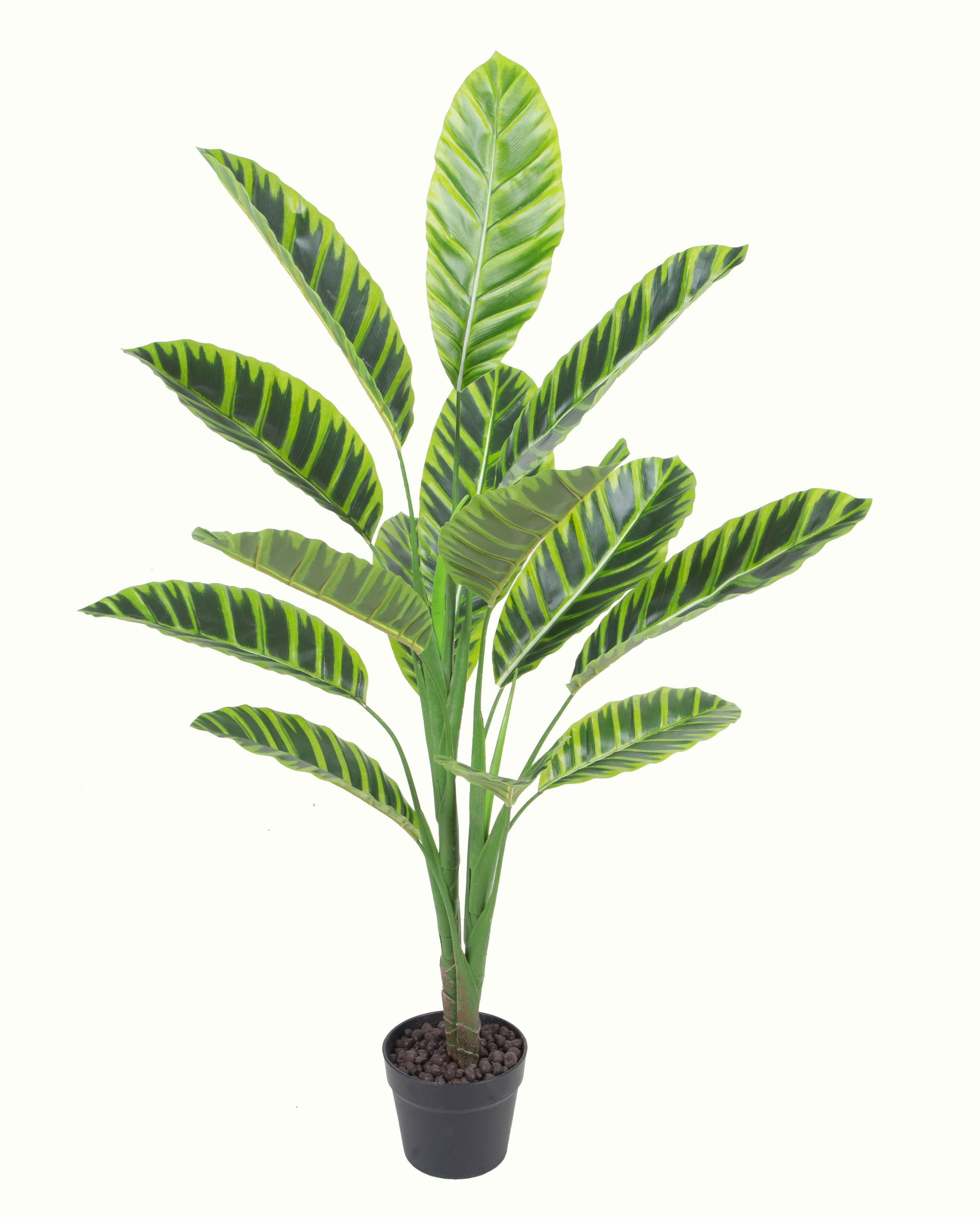 Calathea Zebrina w/pot