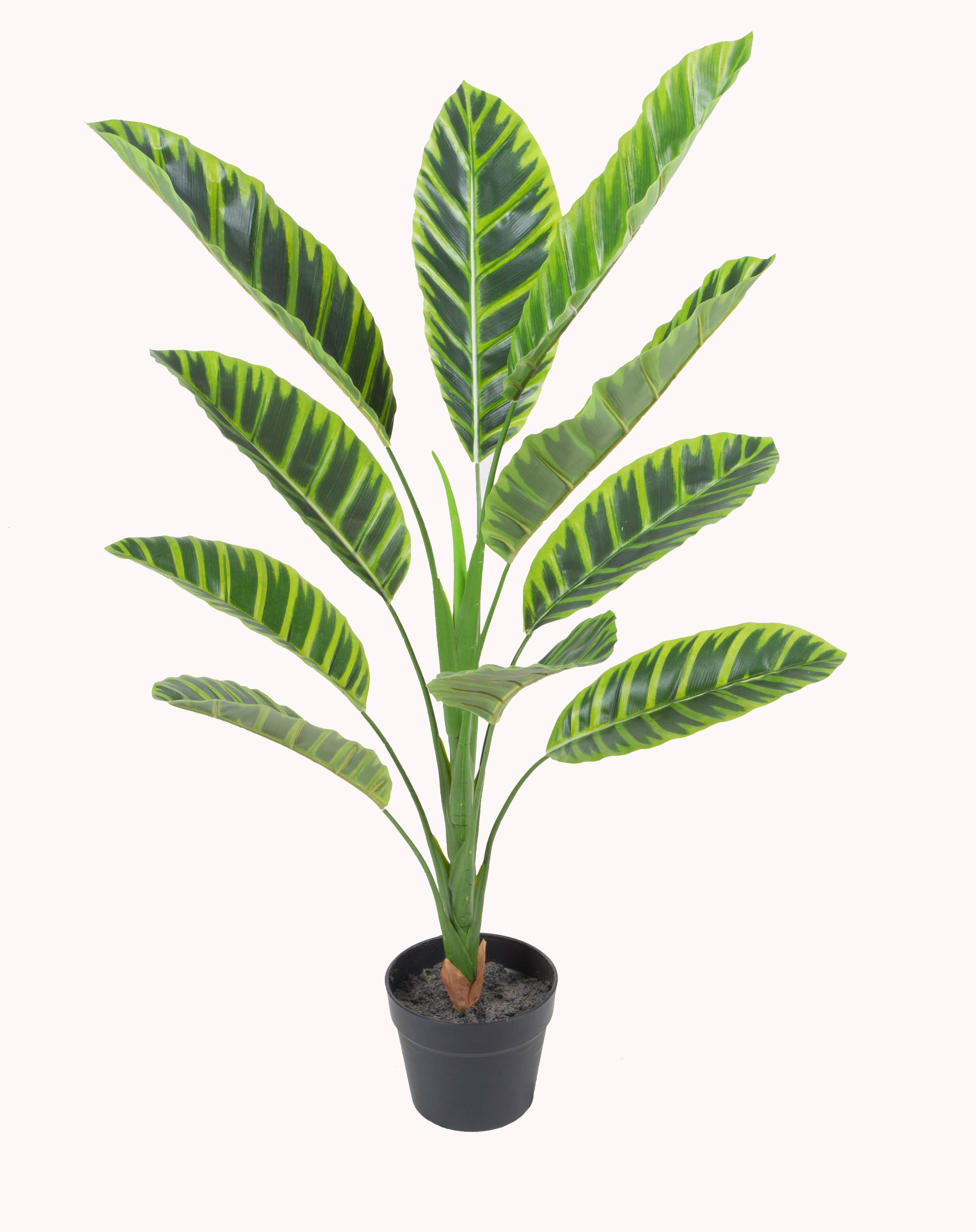 Calathea Zebrina w/pot