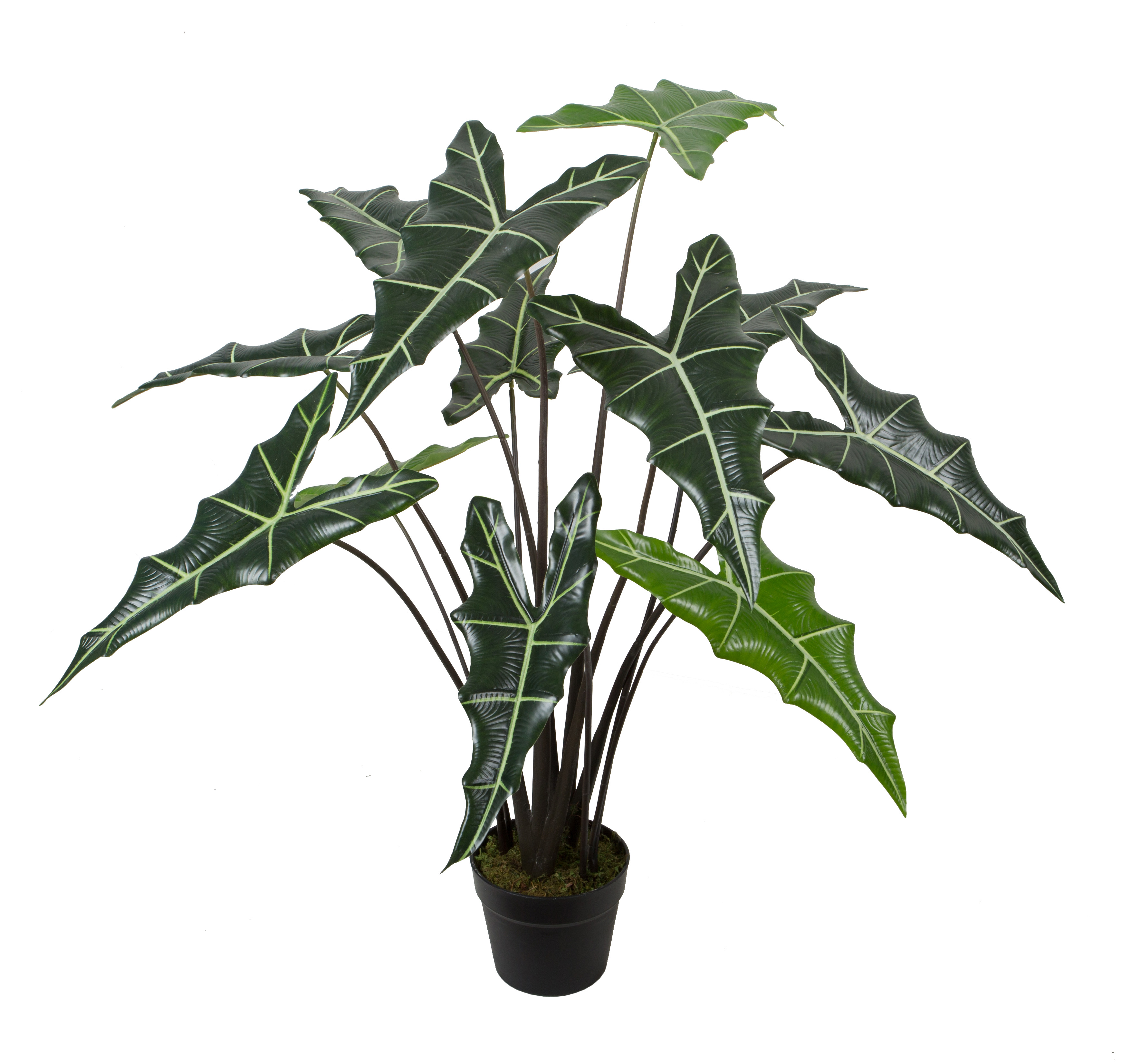 Alocasia Sarian w/pot