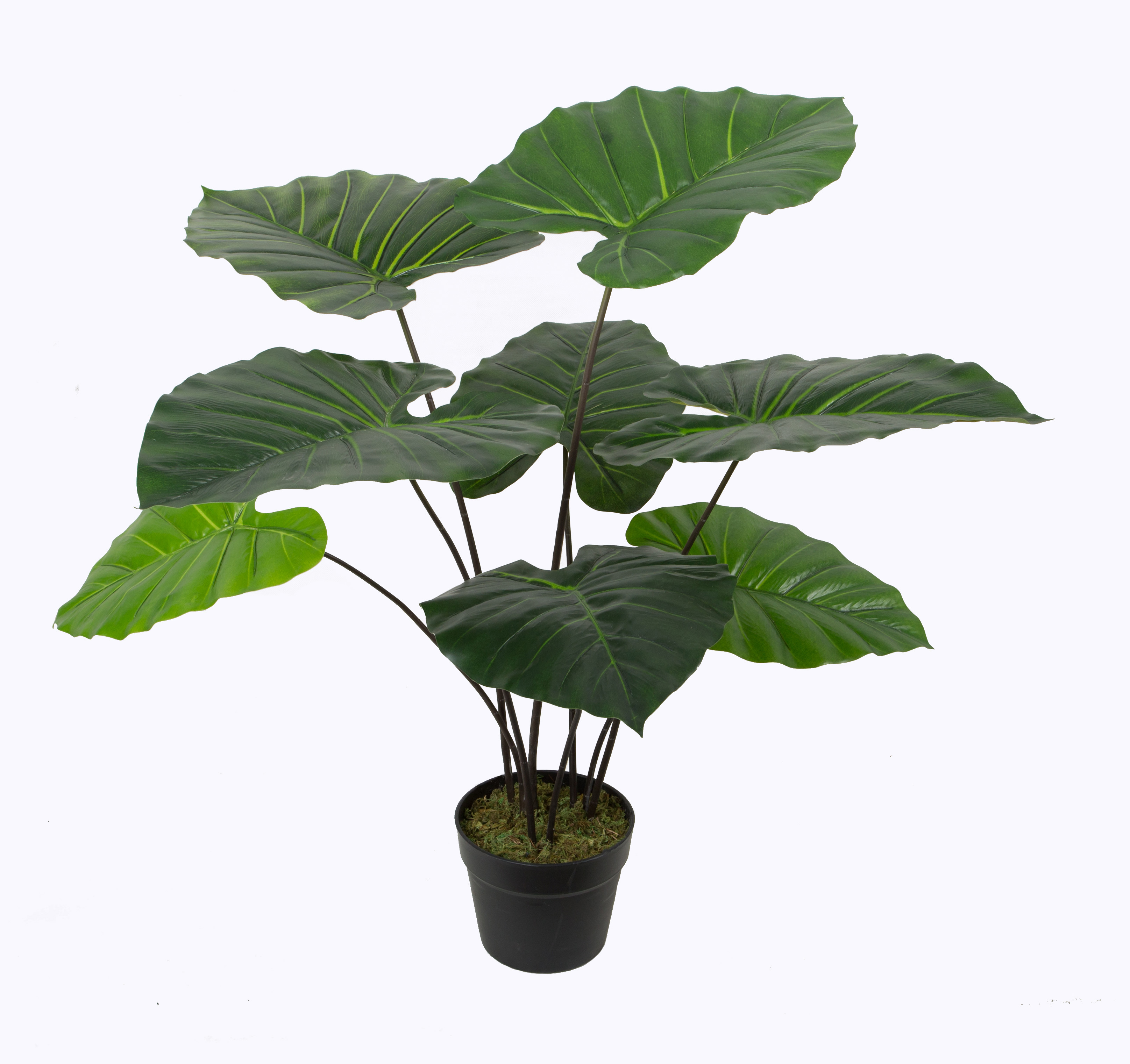 Taro w/pot