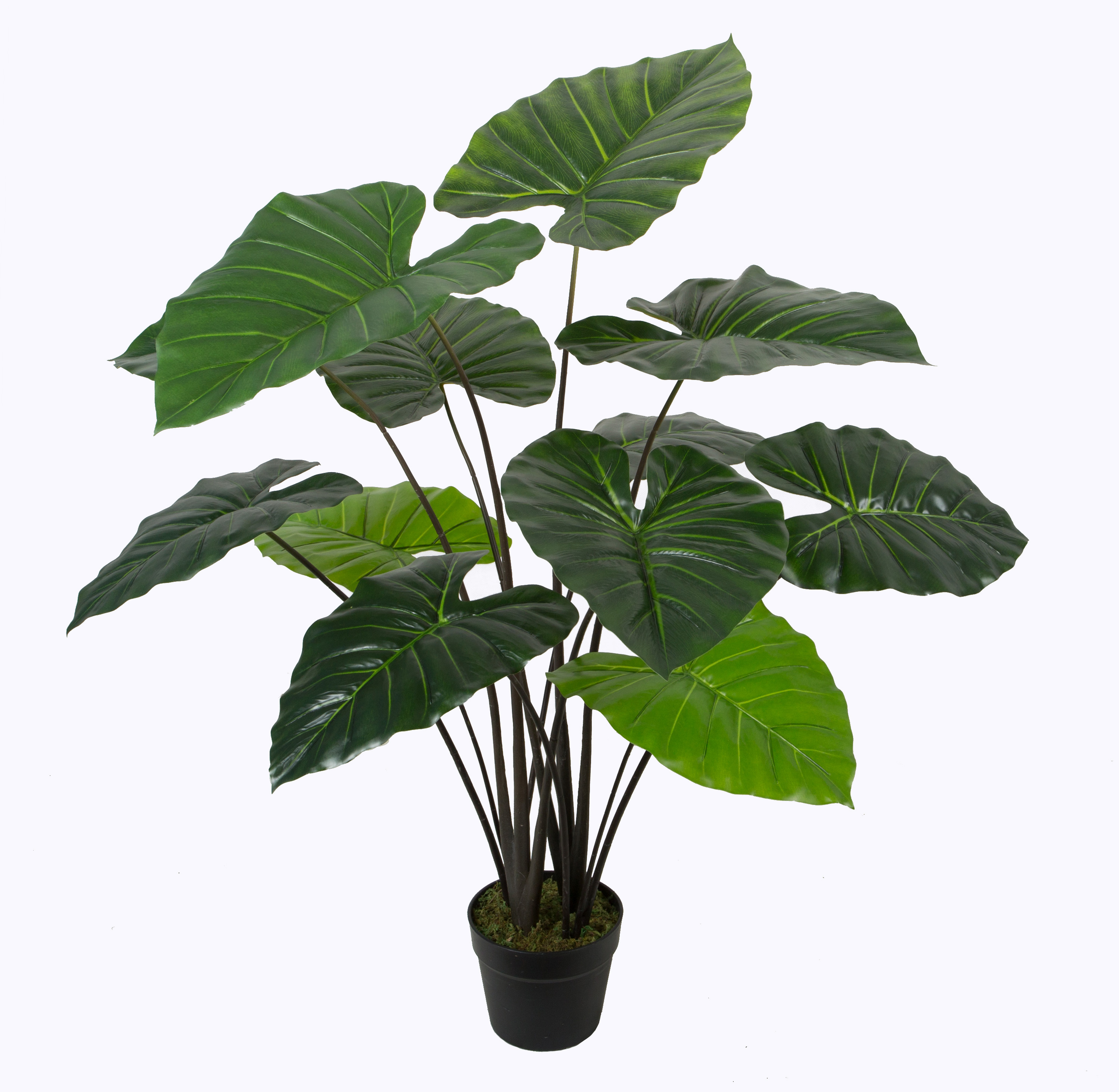 Taro w/pot