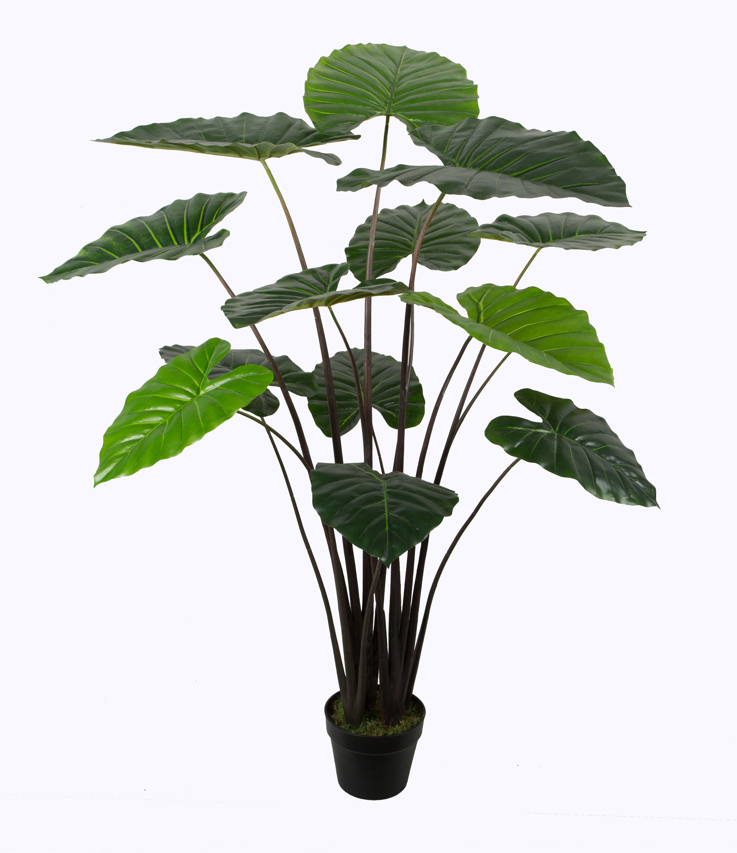 Taro w/pot