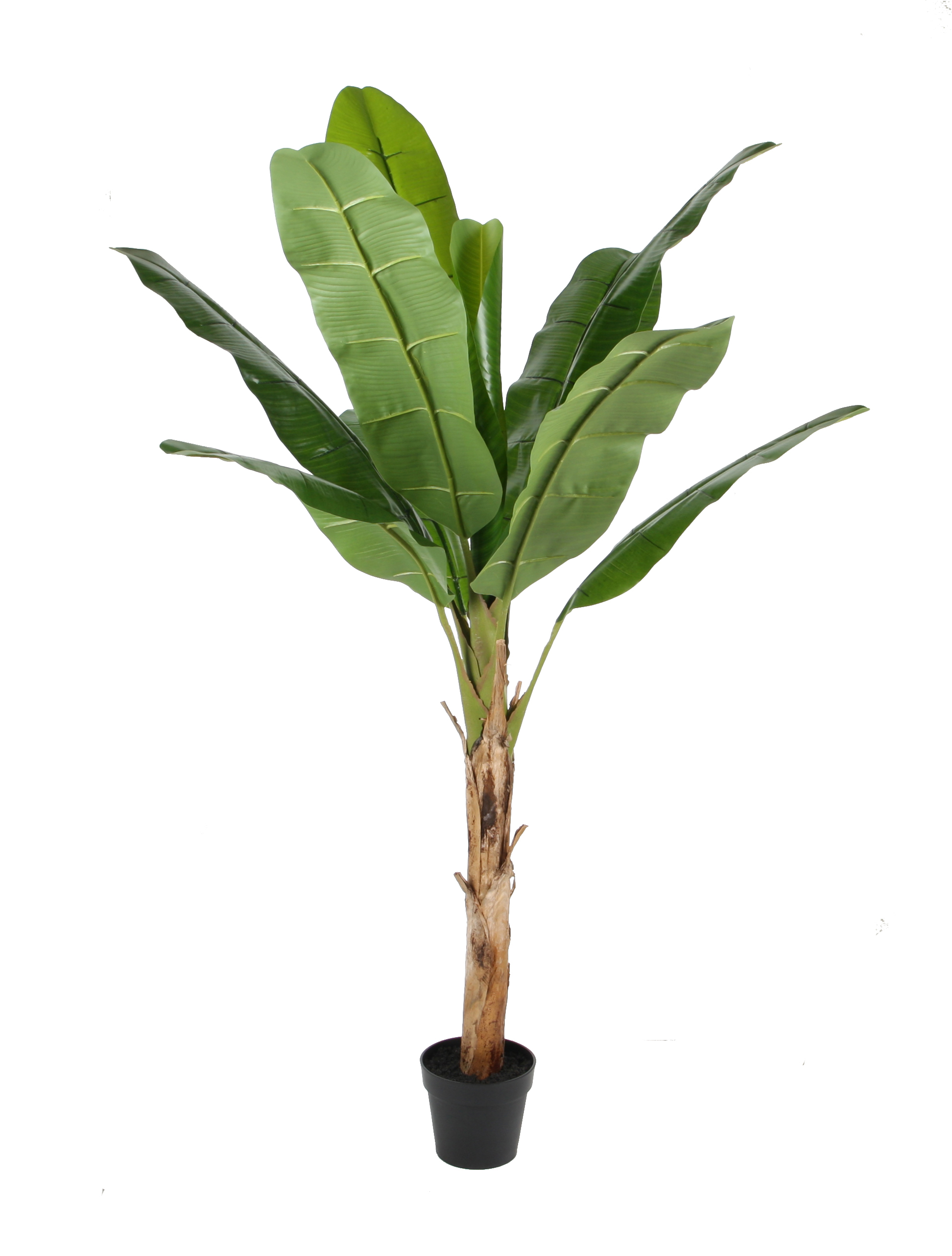 Banana tree w/pot