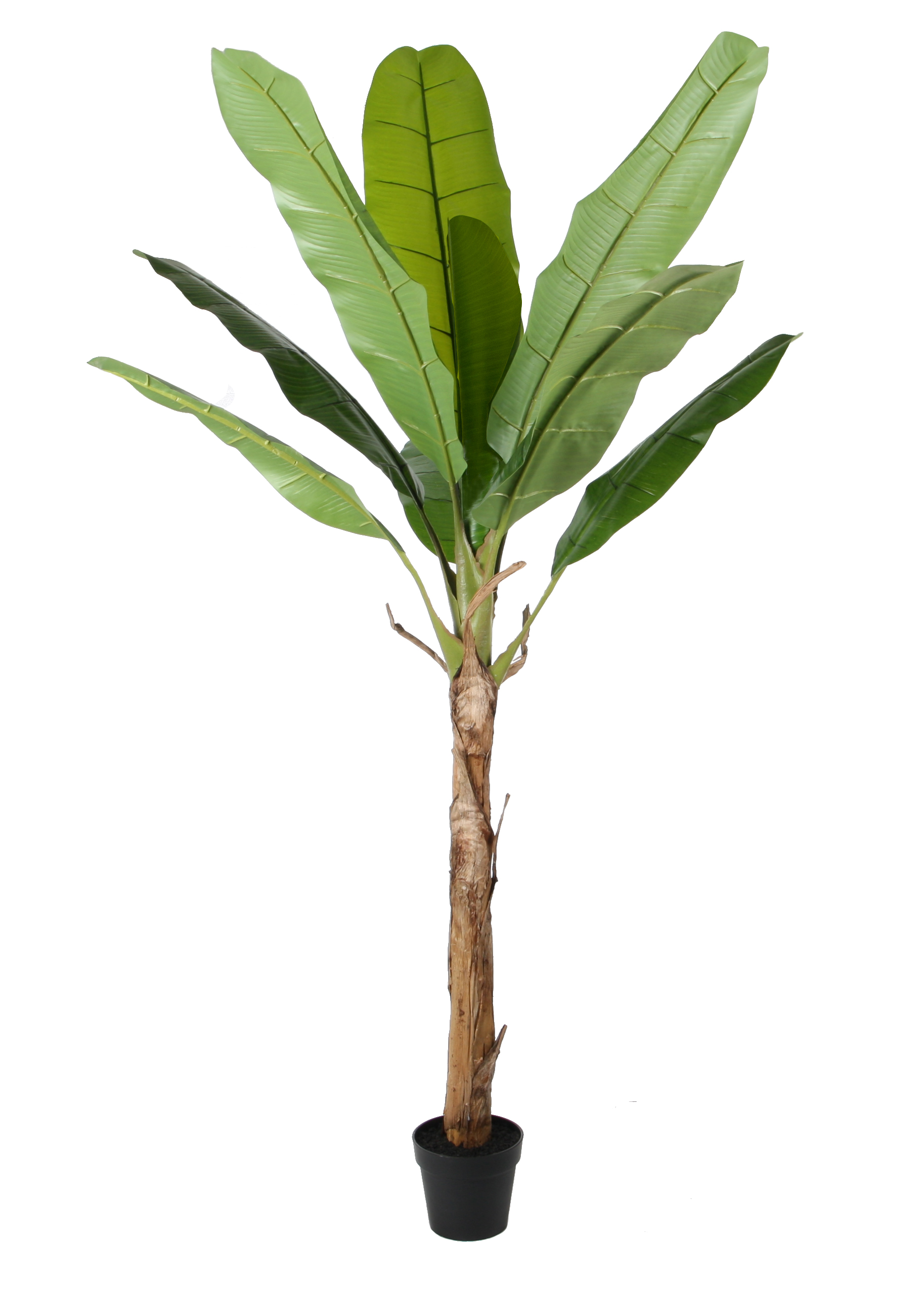 Banana tree w/pot
