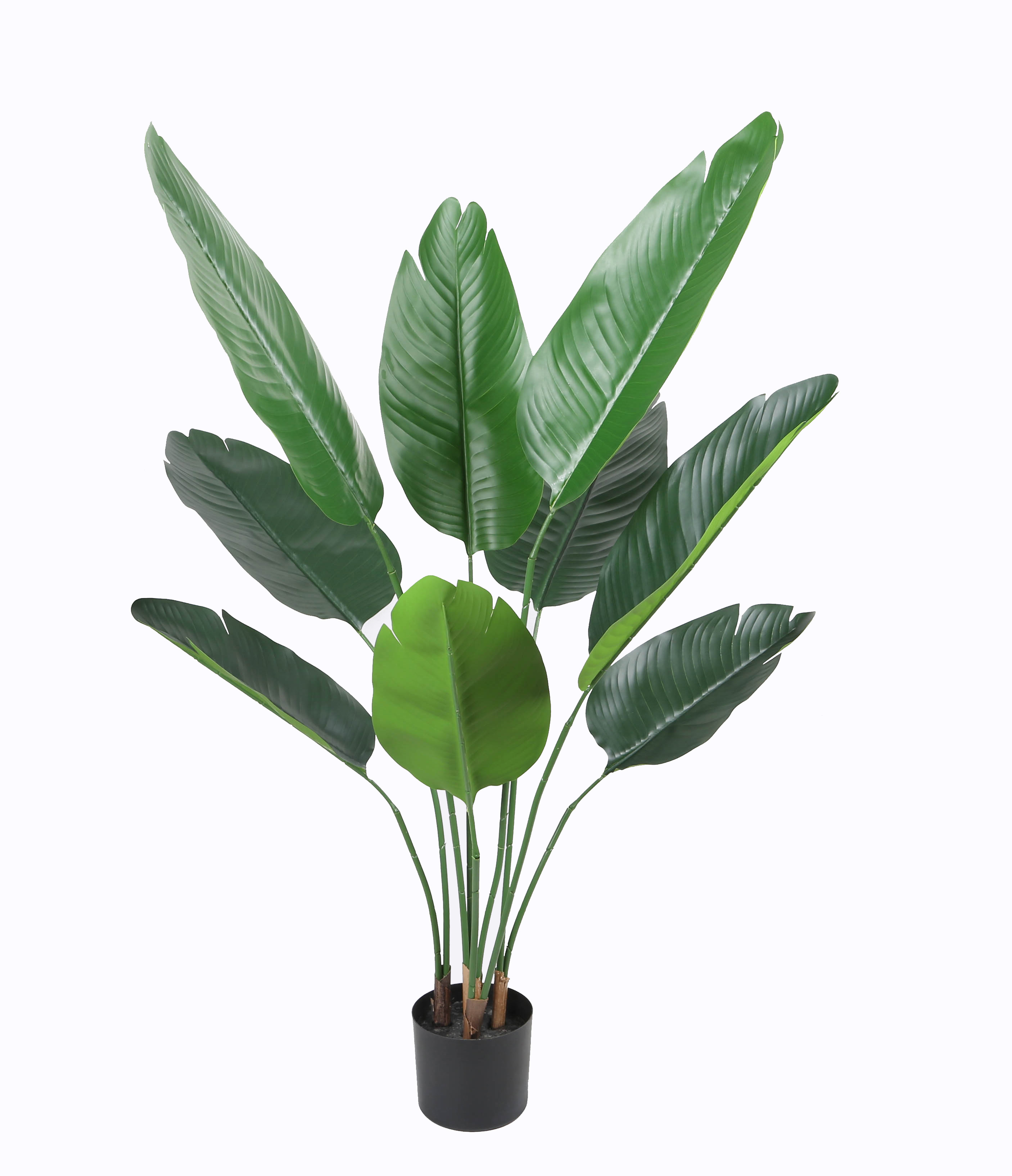 Strelizia w/pot
