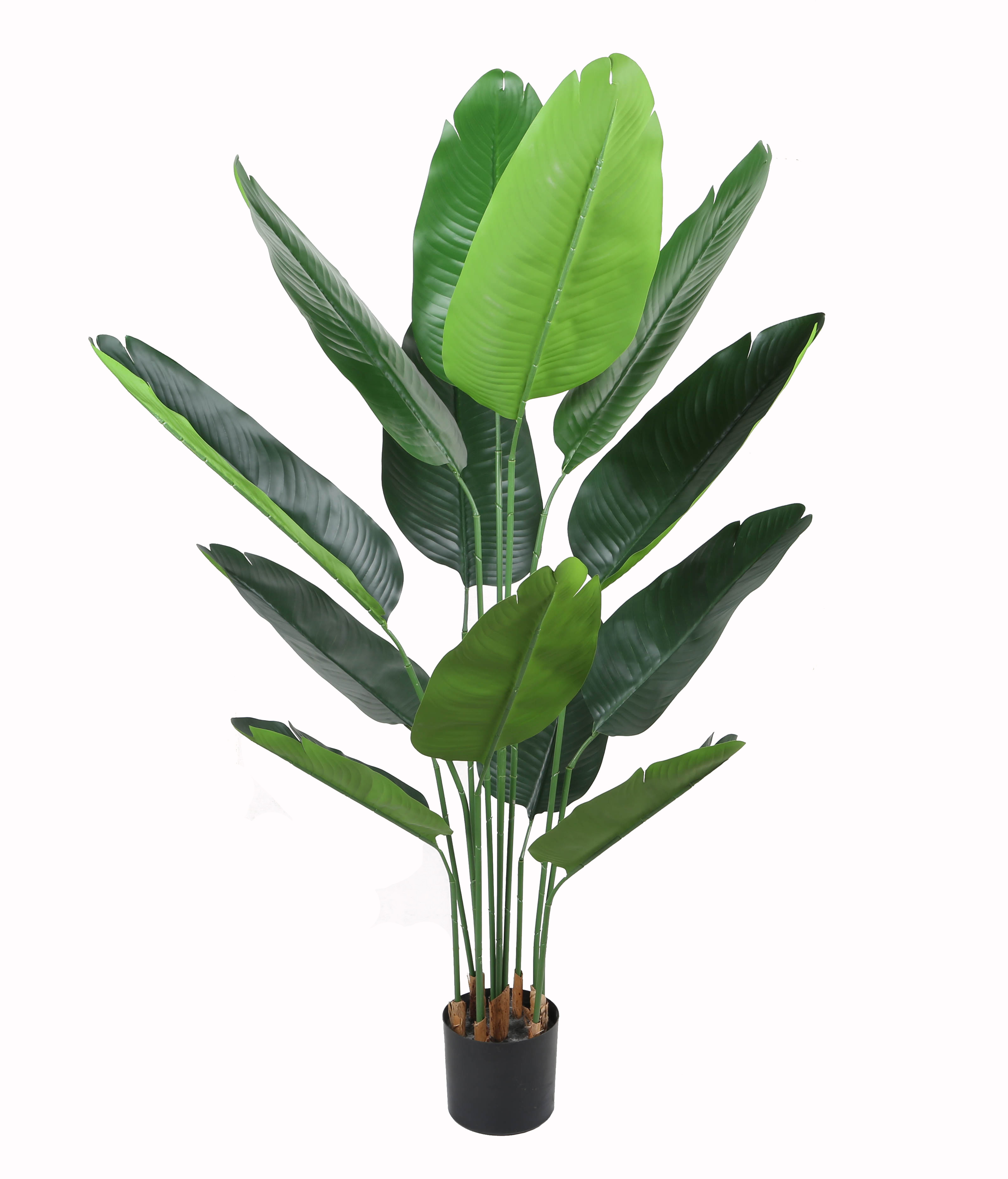 Strelizia w/pot