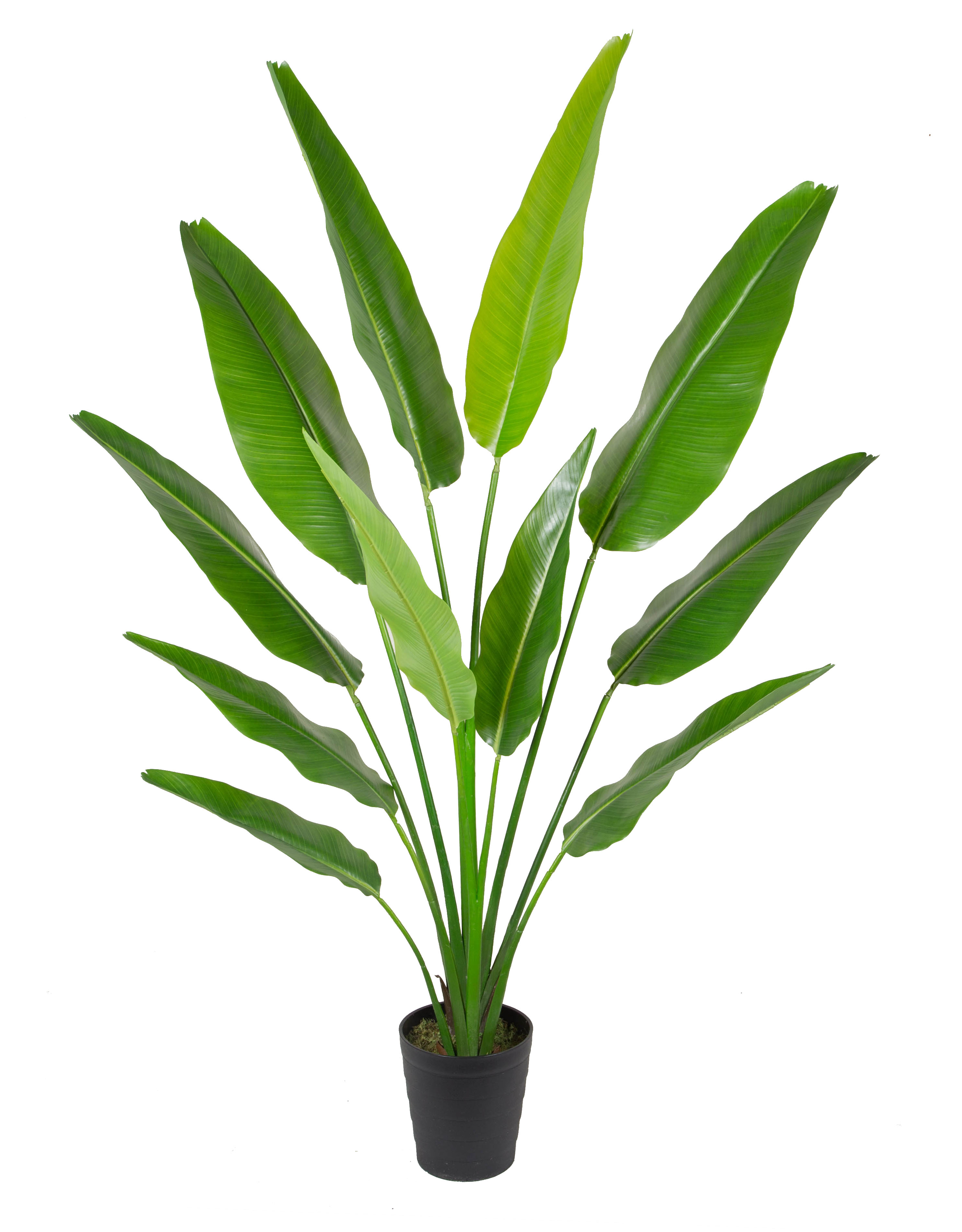 Traveller s tree w/pot