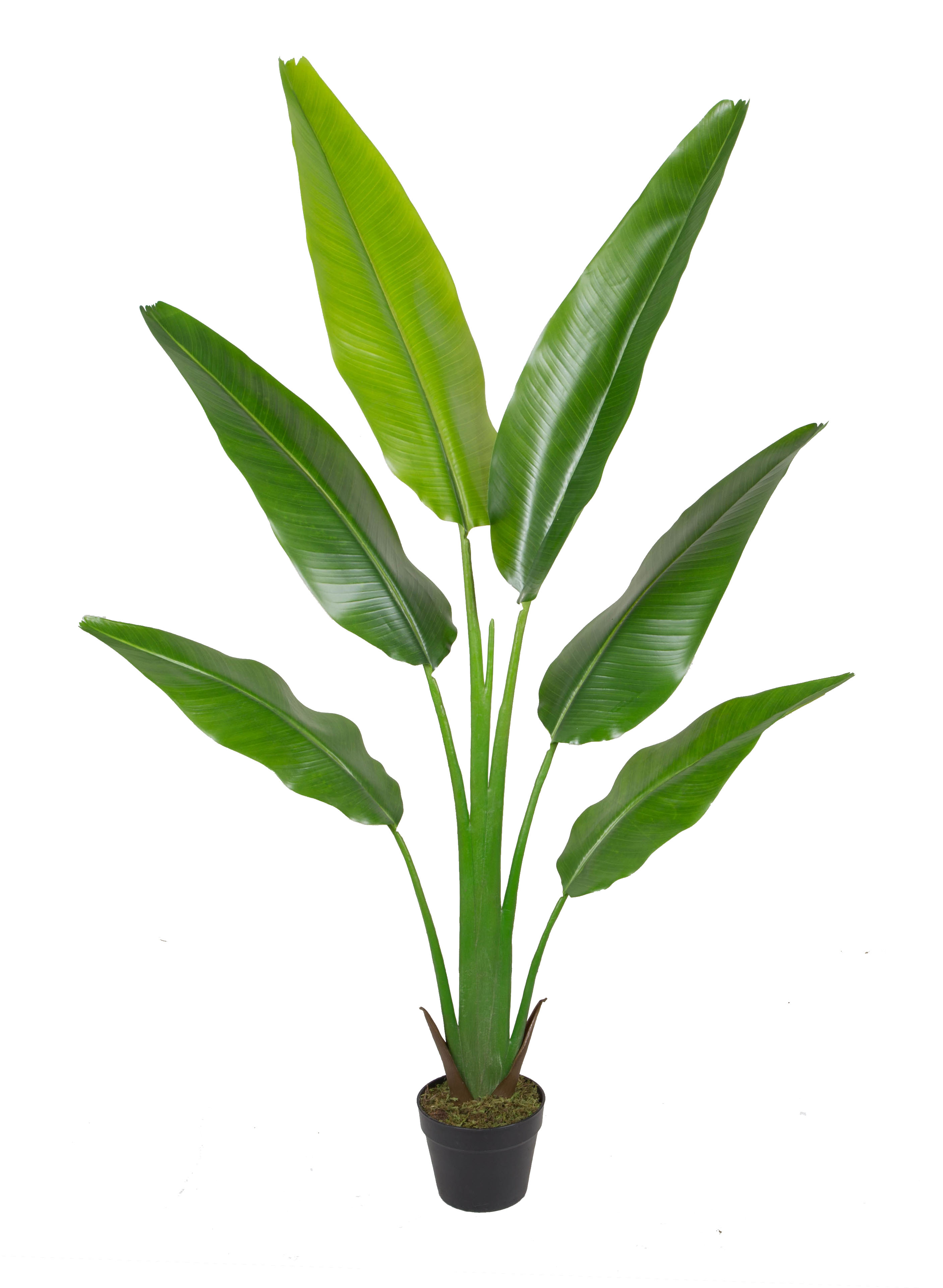 Traveller s tree w/pot