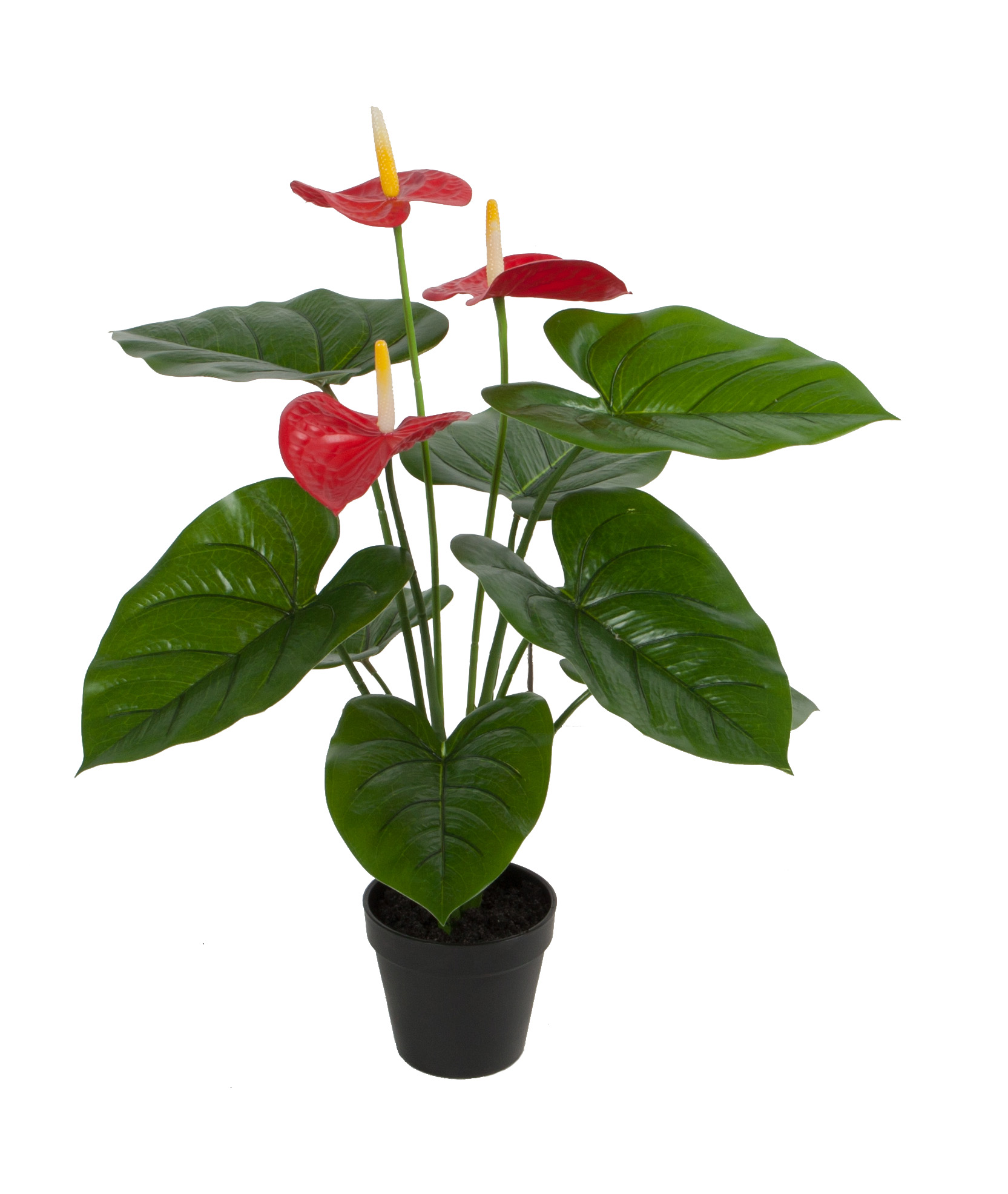 Anthurium w/pot