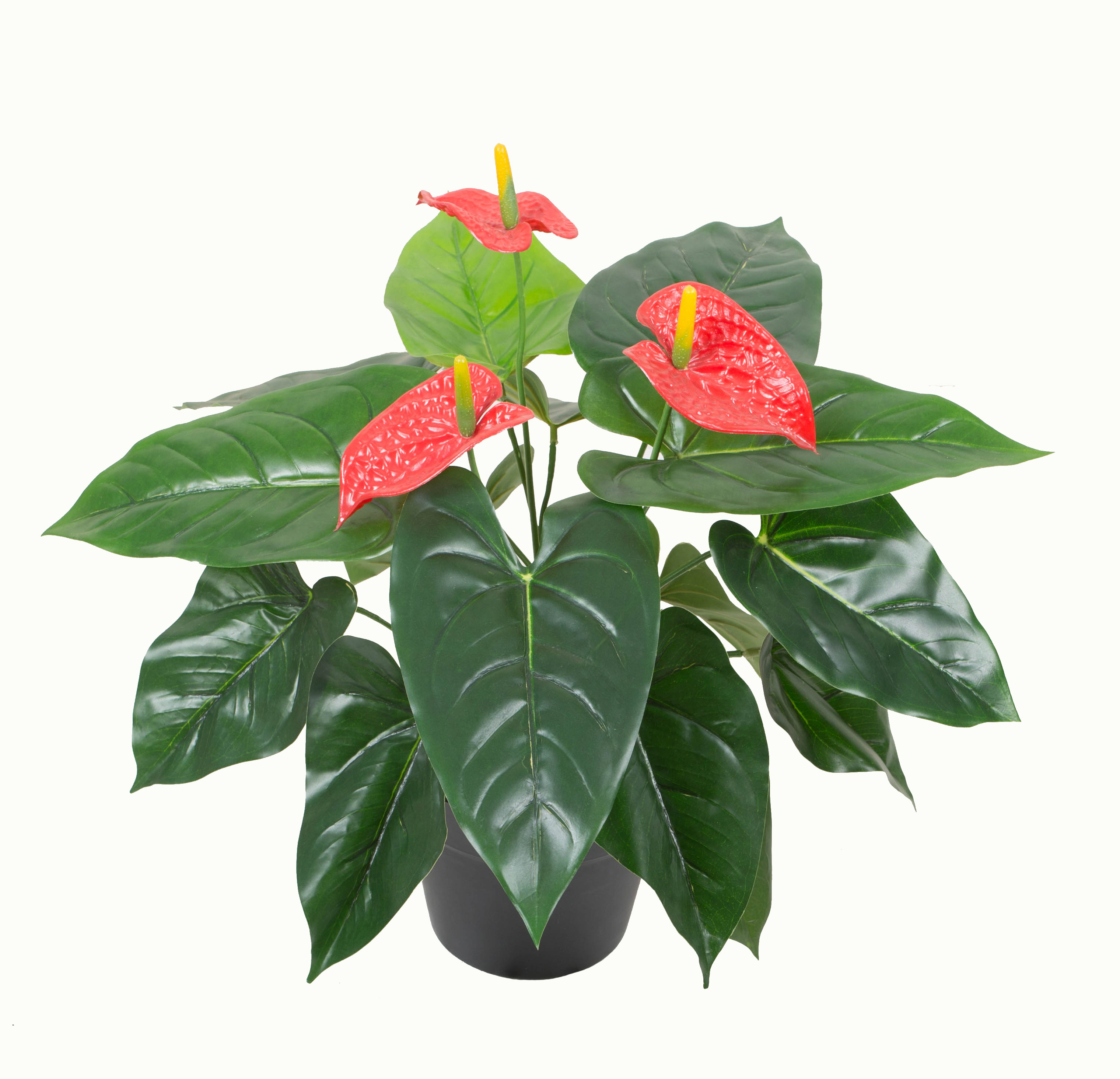 Anthurium w/pot